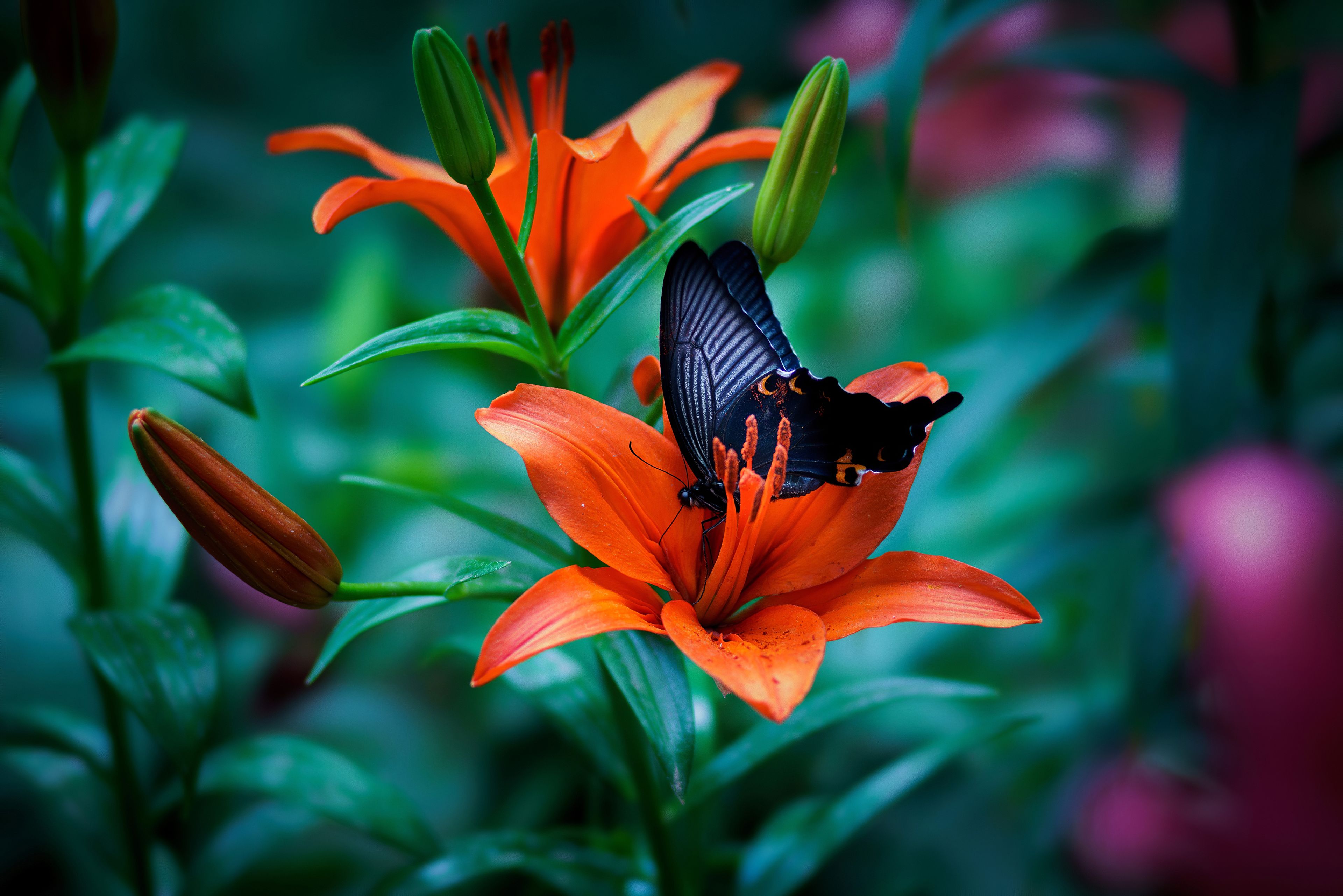 Butterfly Macro 4k, HD Animals, 4k Wallpaper, Image, Background