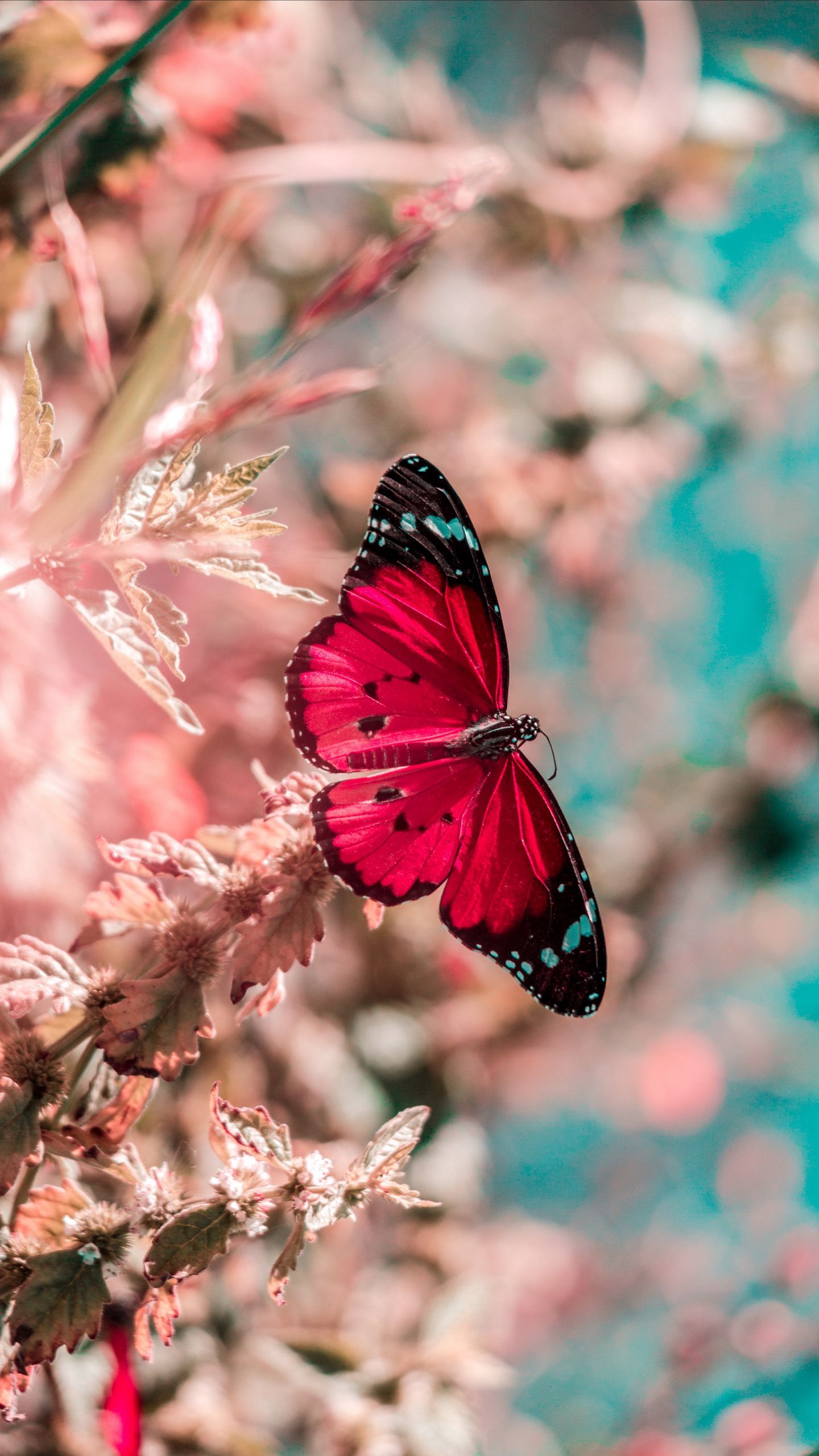 Download wallpaper 1440x2560 butterfly, wings, insect, grass