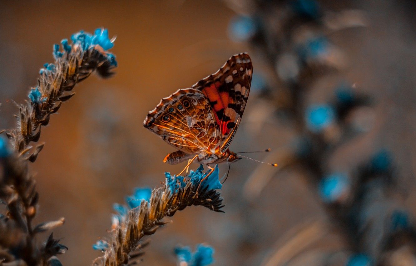 Wallpaper wallpaper, animals, nature, blue, butterfly, flowers