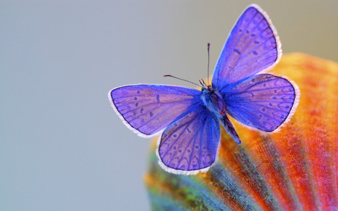 Blue butterfly on a shell