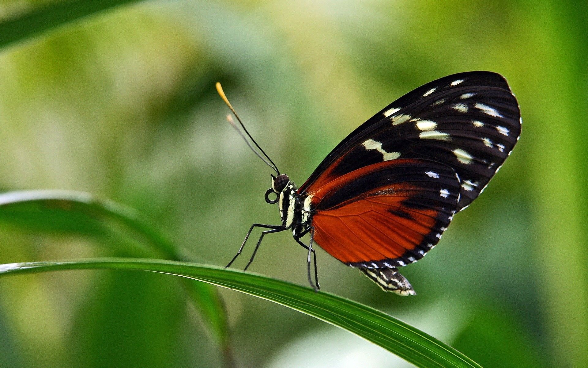 black red macro butterflies 1920x1200 wallpaper High Quality