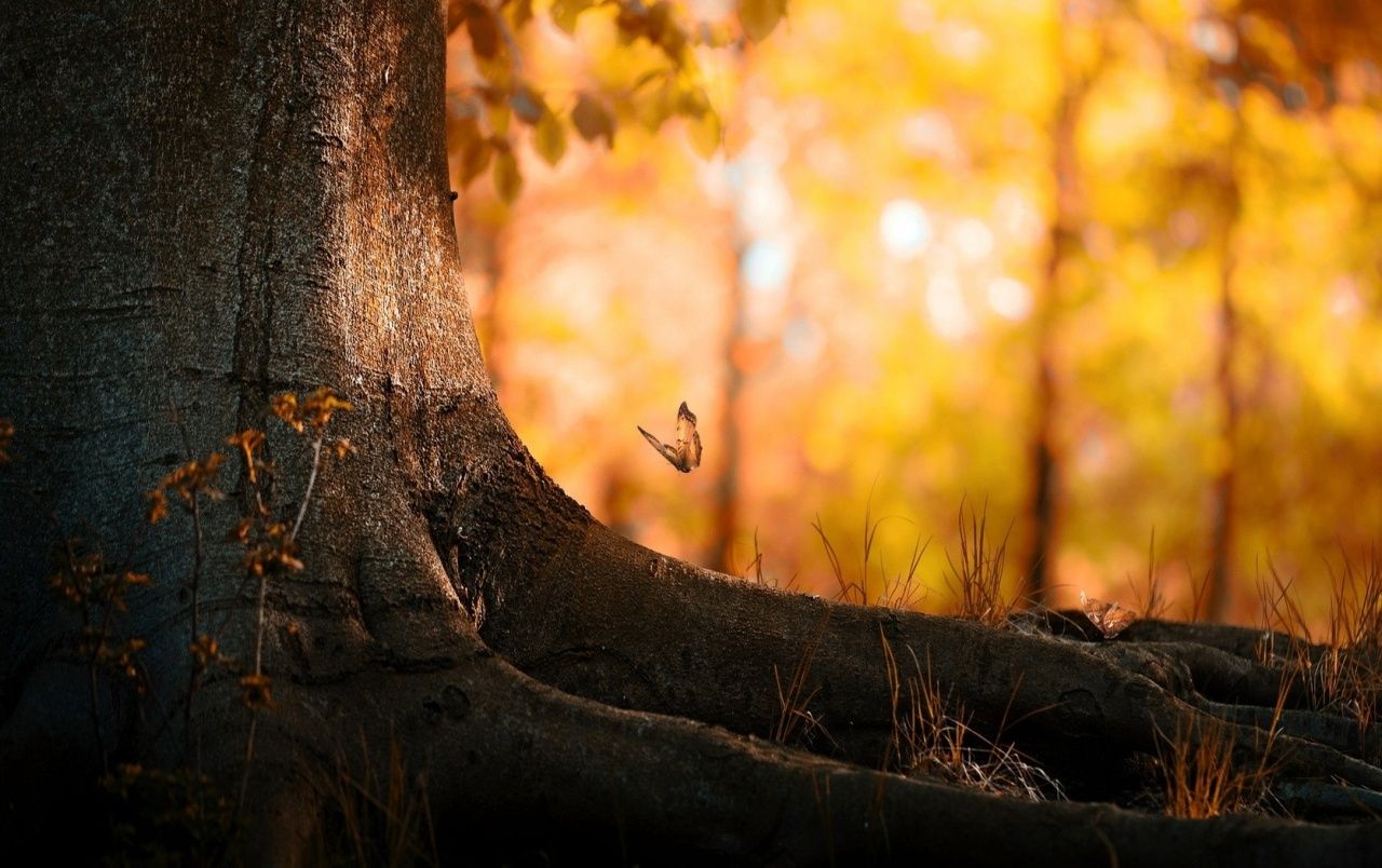 Butterfly and Tree Macro wallpaper. Butterfly and Tree Macro