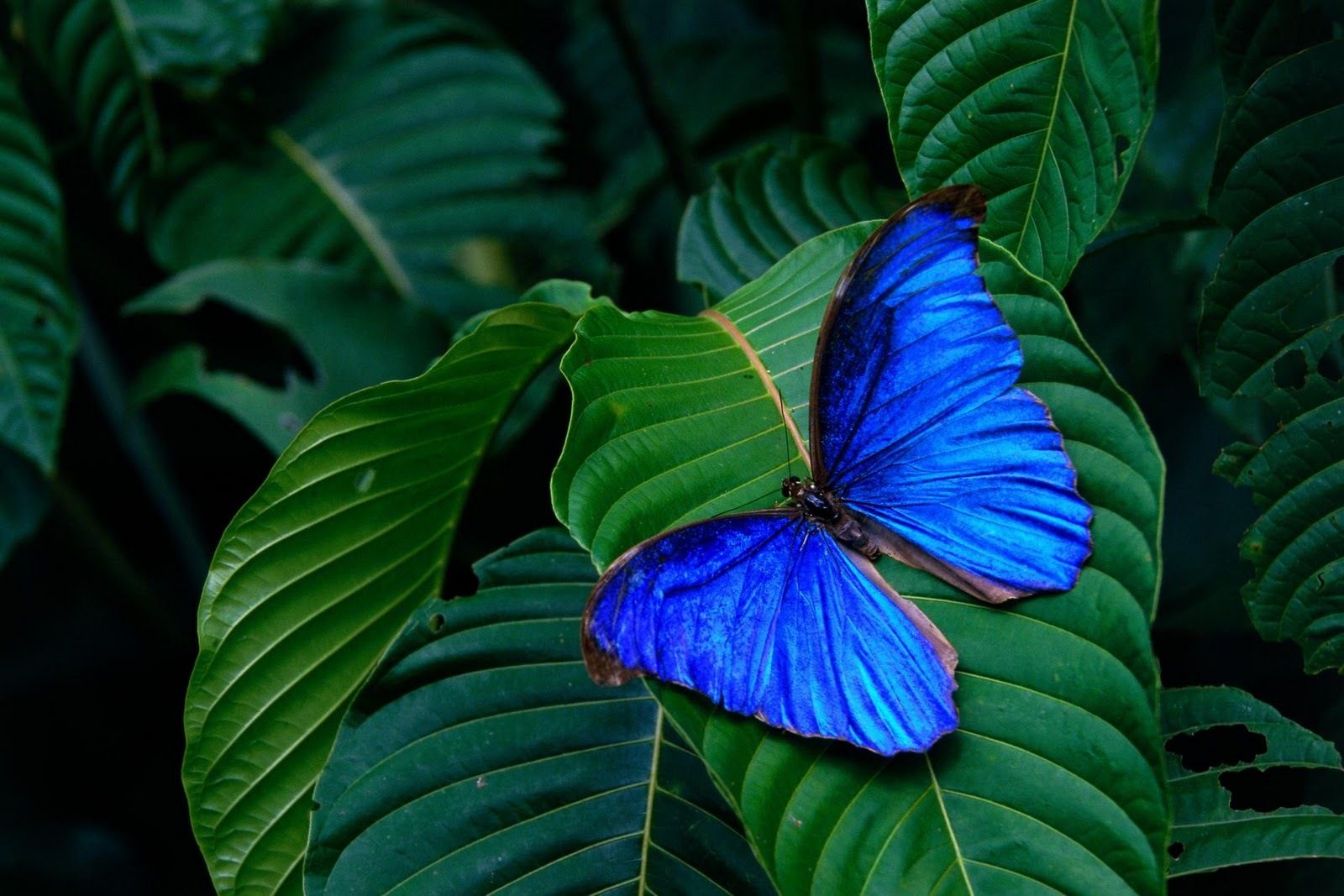 Wonderful blue butterfly on a green leaf