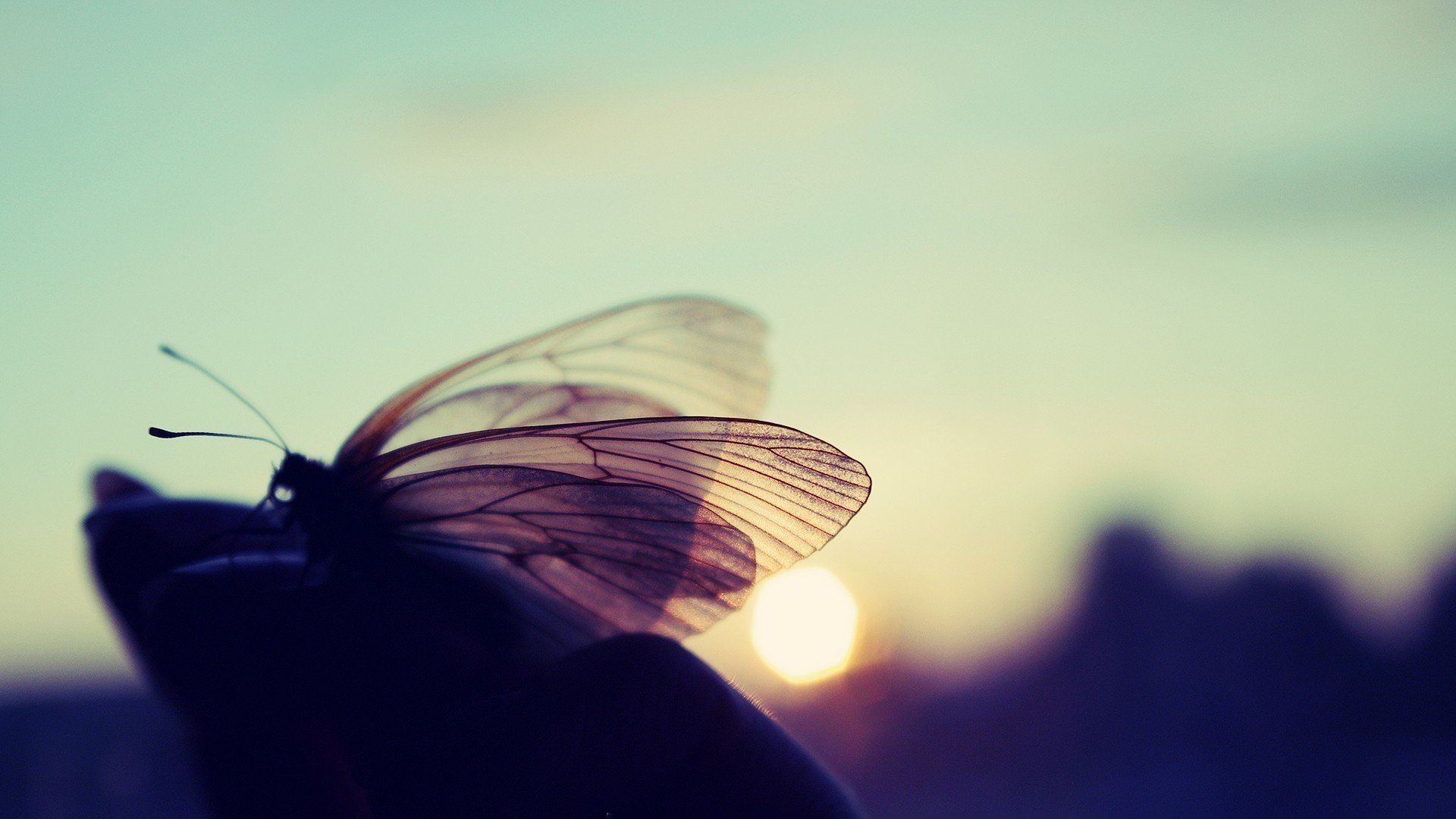 macro, Butterfly, Sun Wallpaper HD / Desktop and Mobile Background