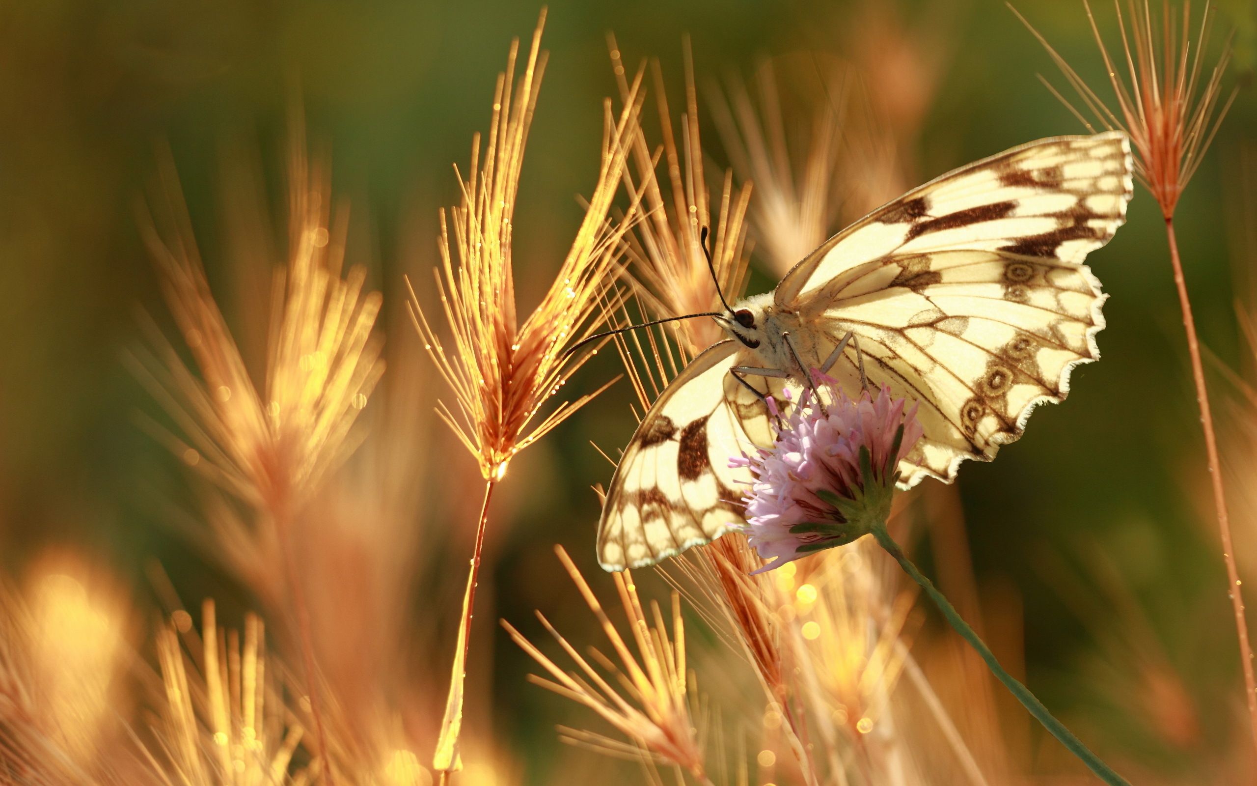 Butterfly summer nature macro bokeh wallpaperx1600