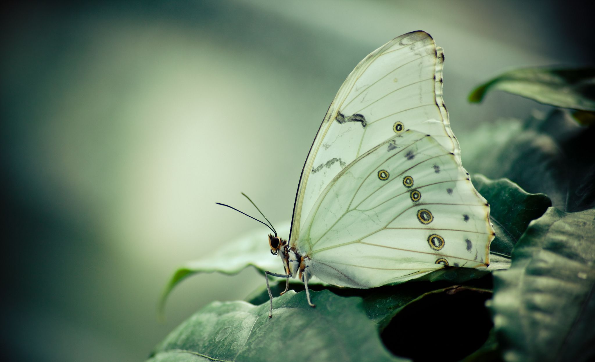 2205 Macro HD Wallpaper and Background Image