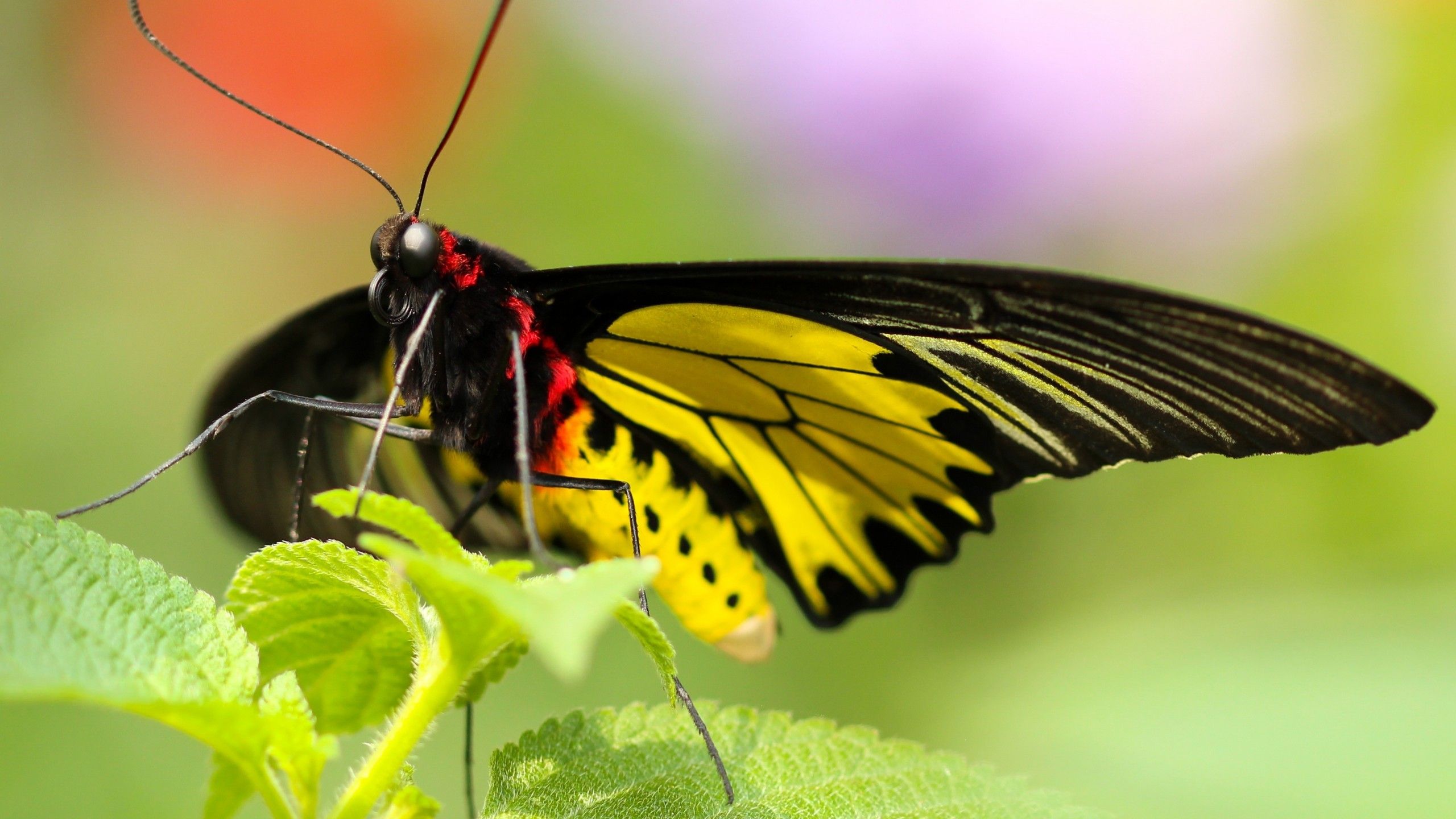 Download 2560x1440 Butterfly, Macro, Insects, Leaf Wallpaper