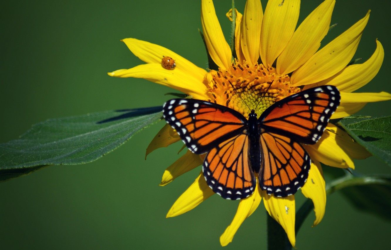 Photo Wallpaper Macro, Insects, Butterfly, Ladybug