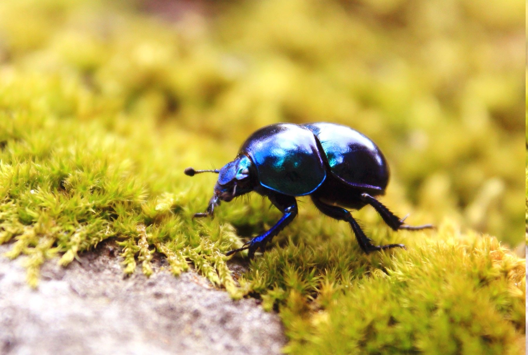 animals, Insect, Beetles, Moss Wallpaper HD / Desktop and Mobile