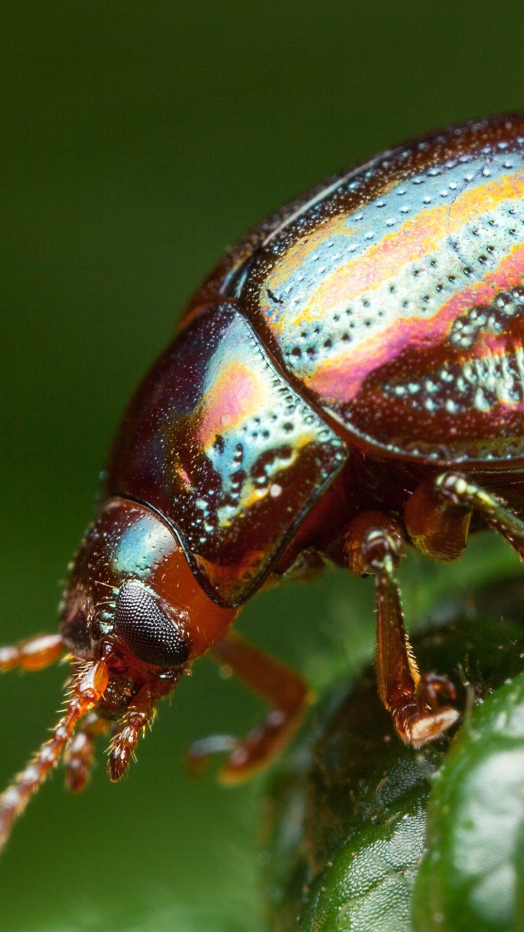 Beetle Insect Wallpaper FREE Picture