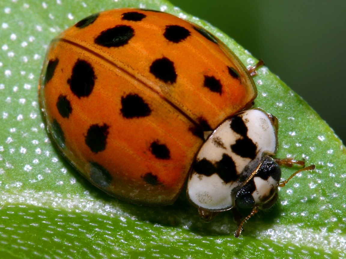 Ladybird Beetle Wallpaper