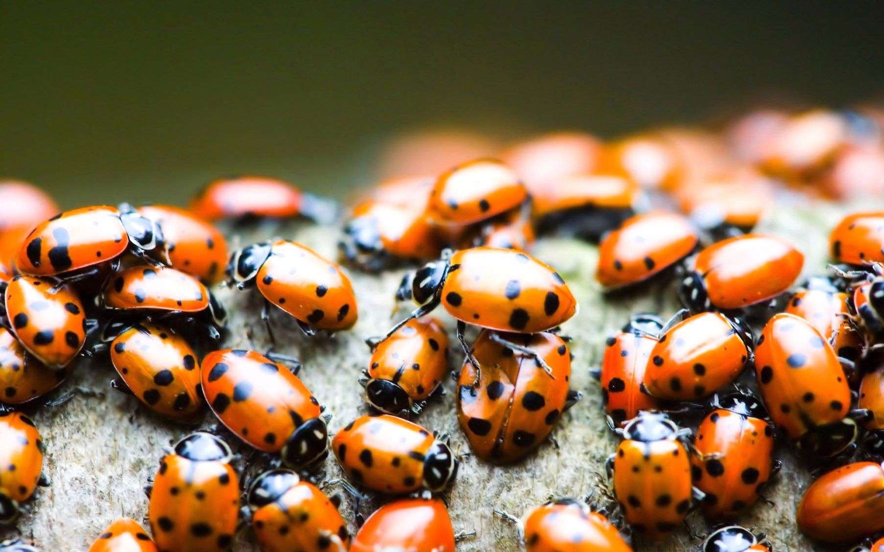 Ladybird, Beetles, HD Animal Wallpaper, Pet Love, Cool Animals