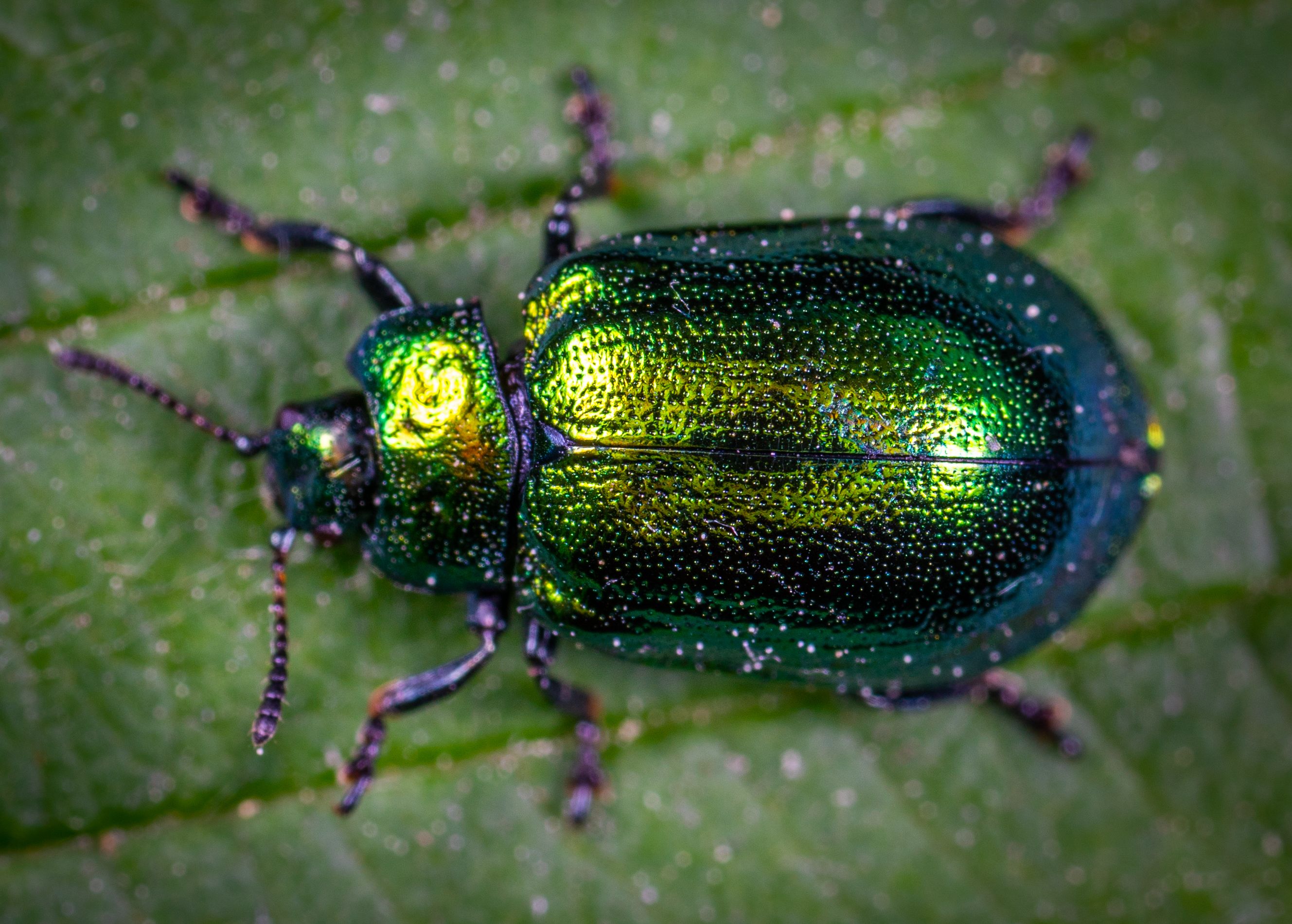 Macro Photography of Jewel Beetle on Green Leaf wallpaper