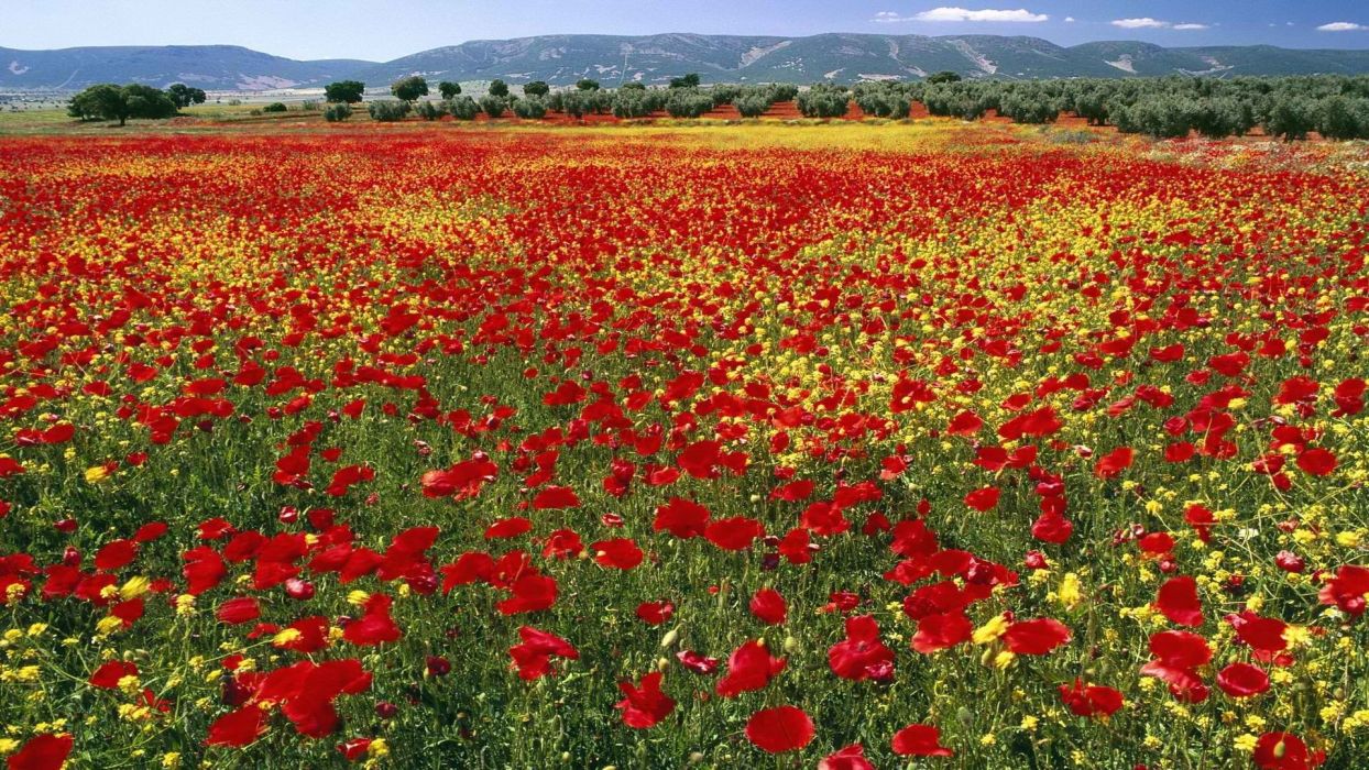 Mountains flowers fields endless Spain poppy wallpaperx1080