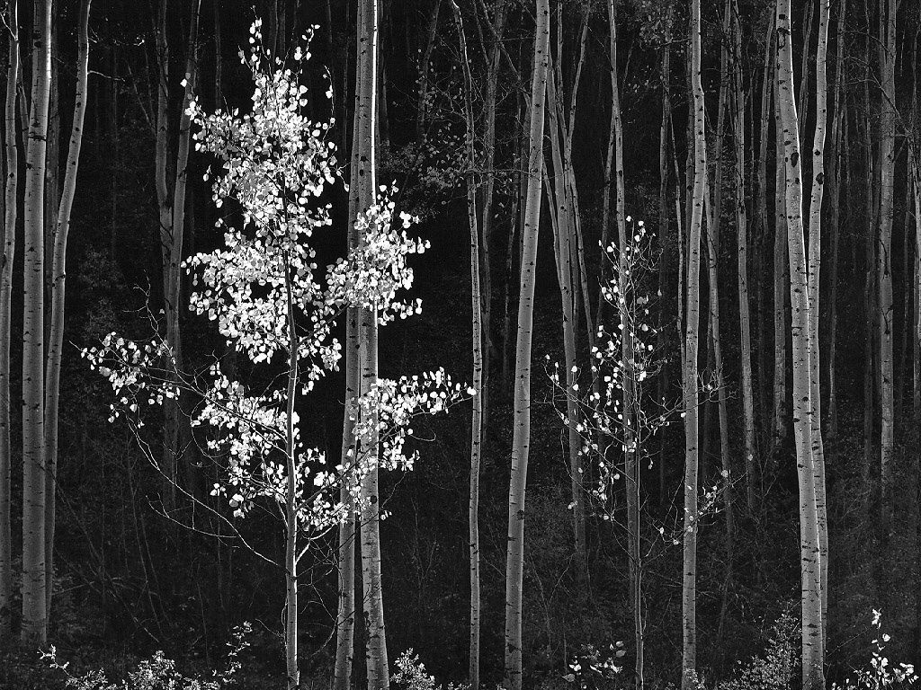 Ansel Adams Wallpaper, Photography Wallpaper, Desktop, Photo