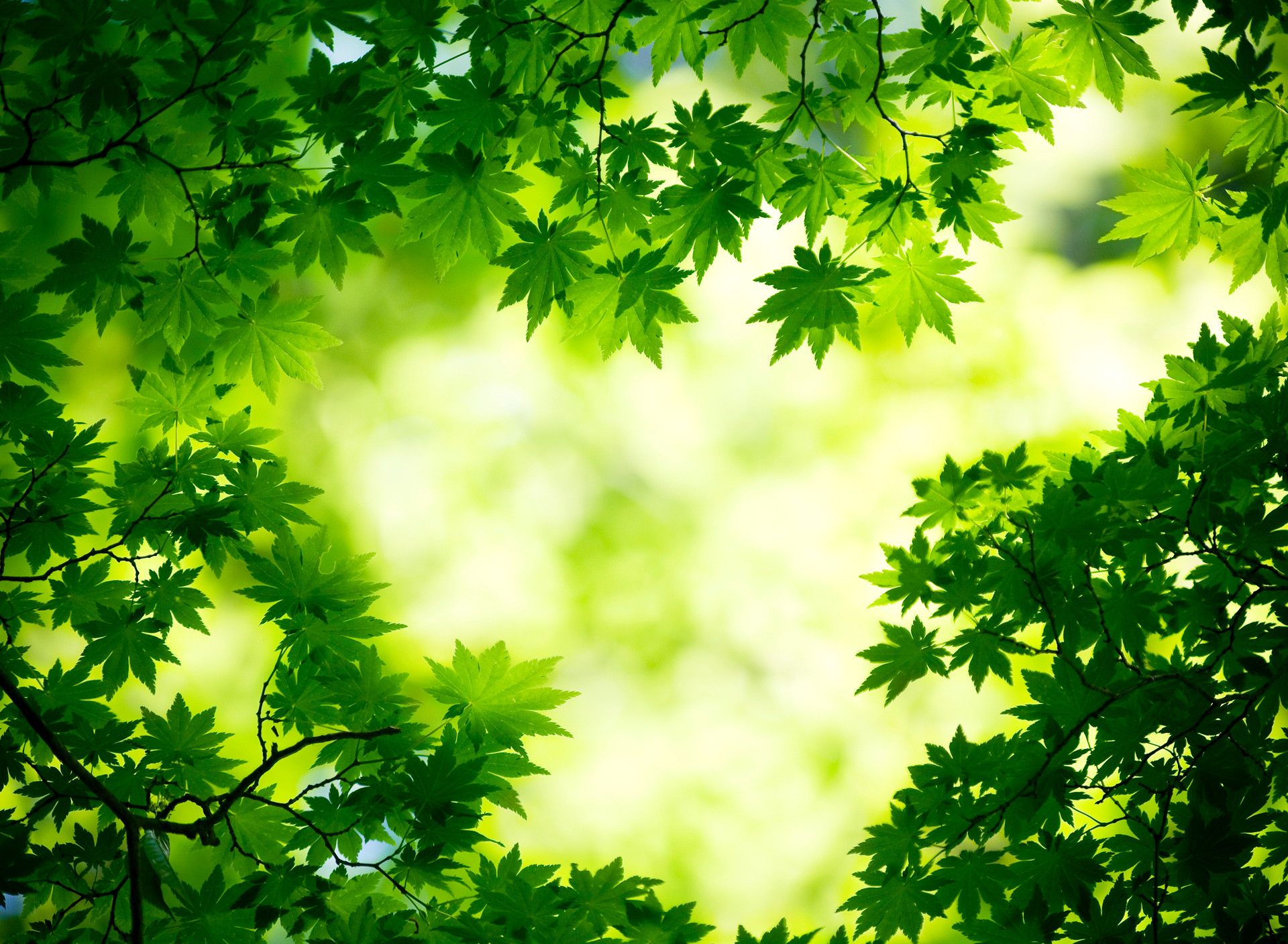 Green Trees Wallpapers Wallpaper Cave
