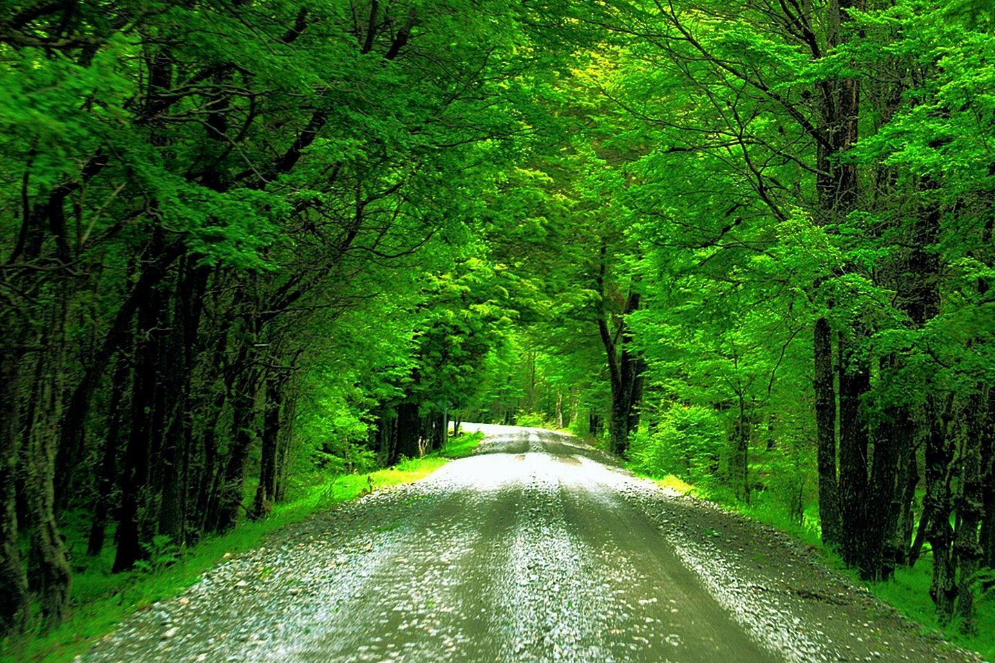Road Lined with Green Trees Wallpaper