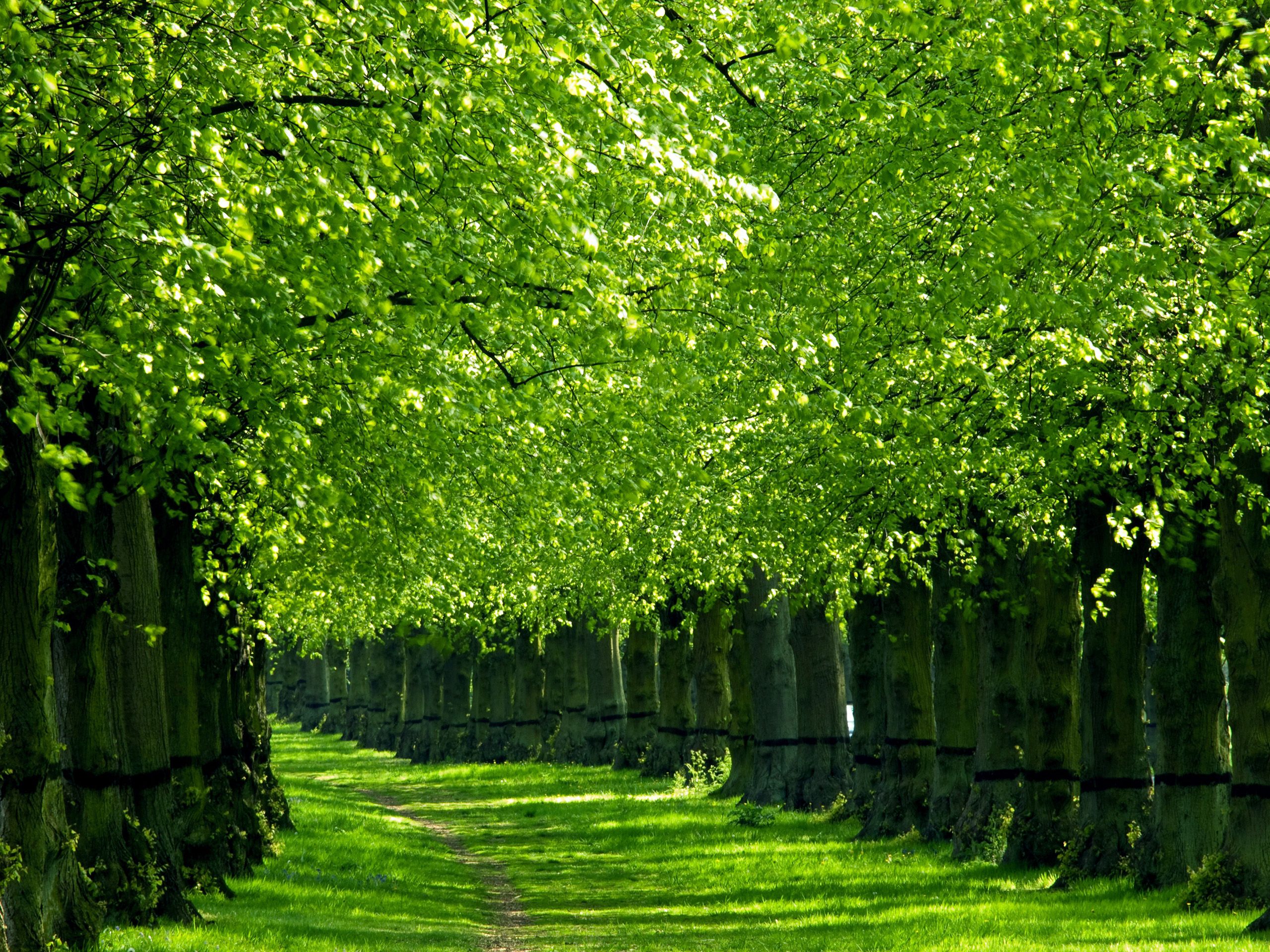 Green Trees Wallpapers - Wallpaper Cave