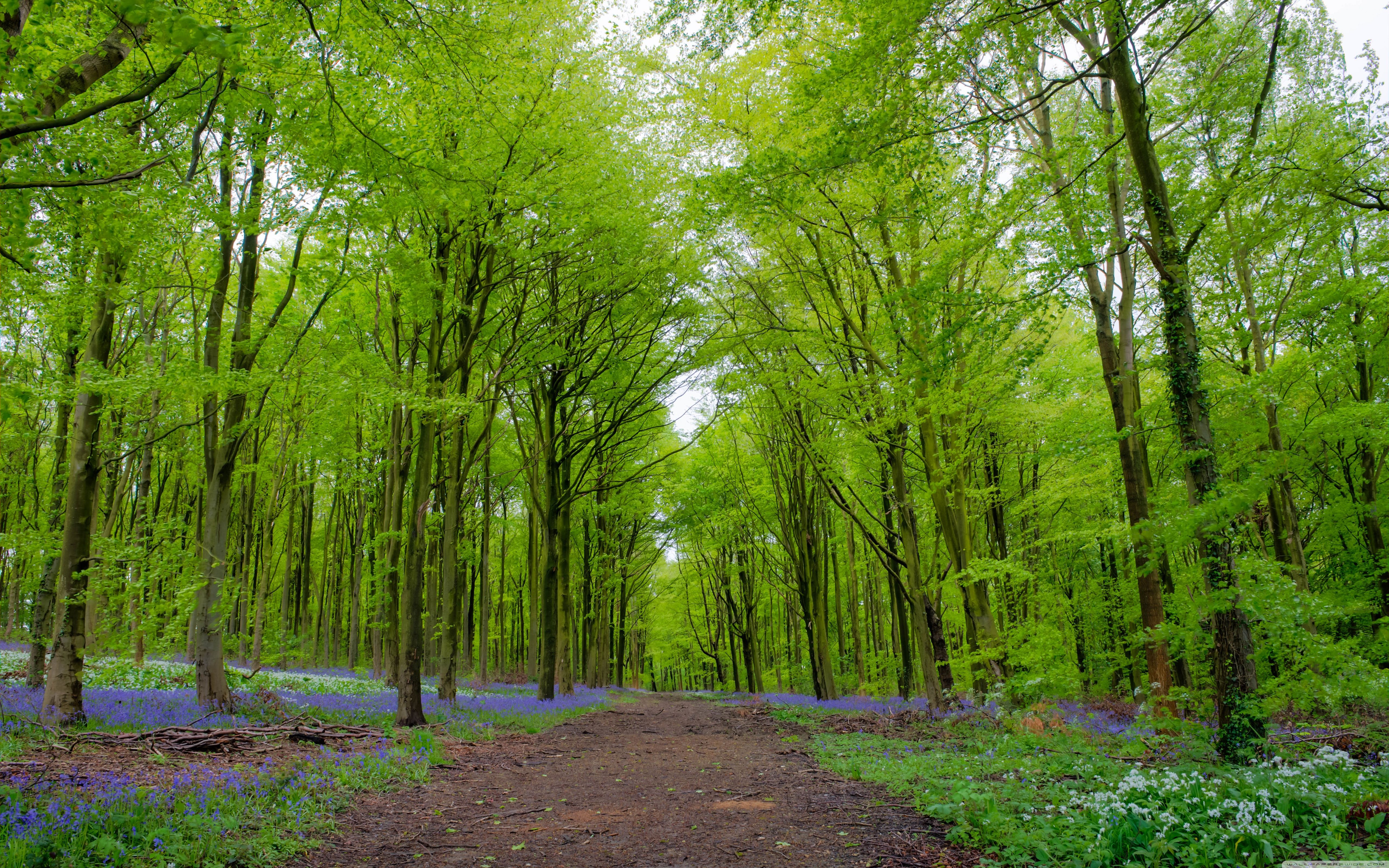 Download Forest, Green Trees, Spring UltraHD Wallpaper