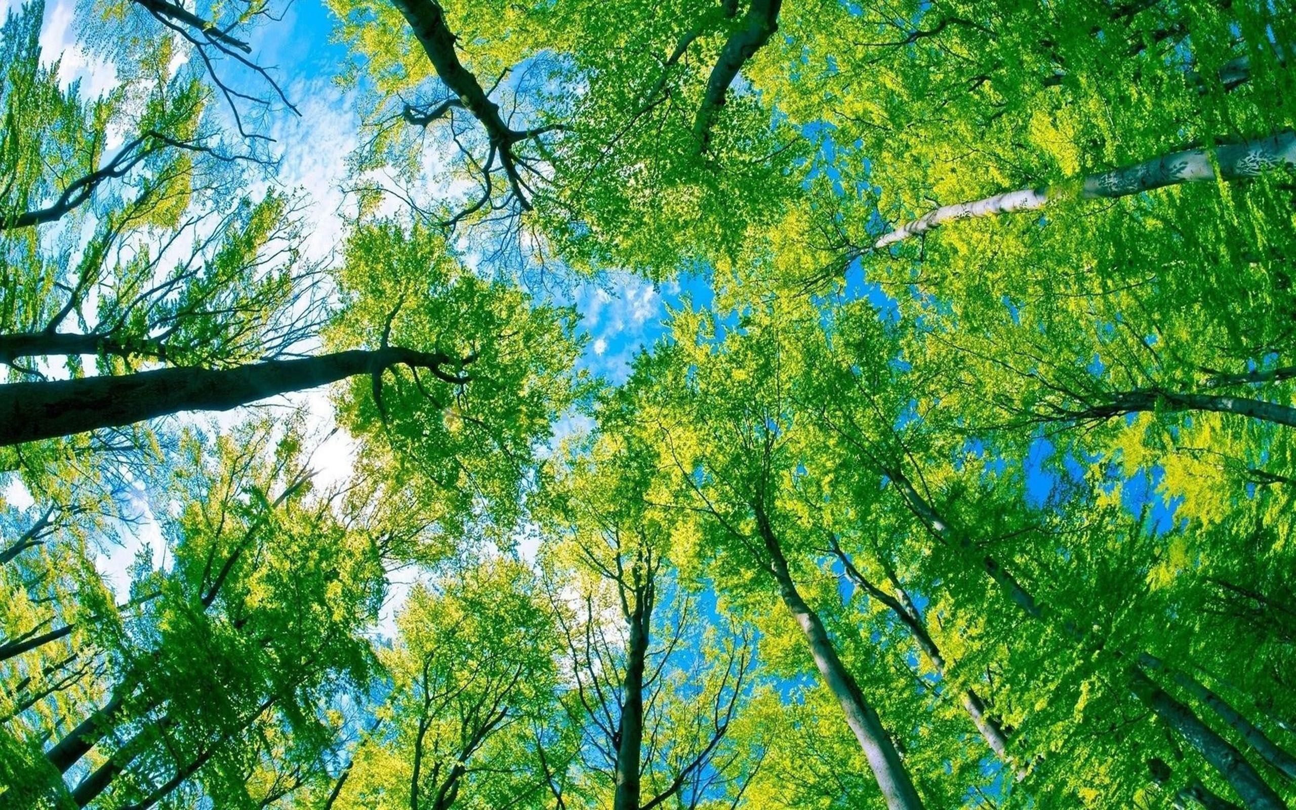 Green Trees, Blue Sky HD Wallpaper, Wallpaper13.com