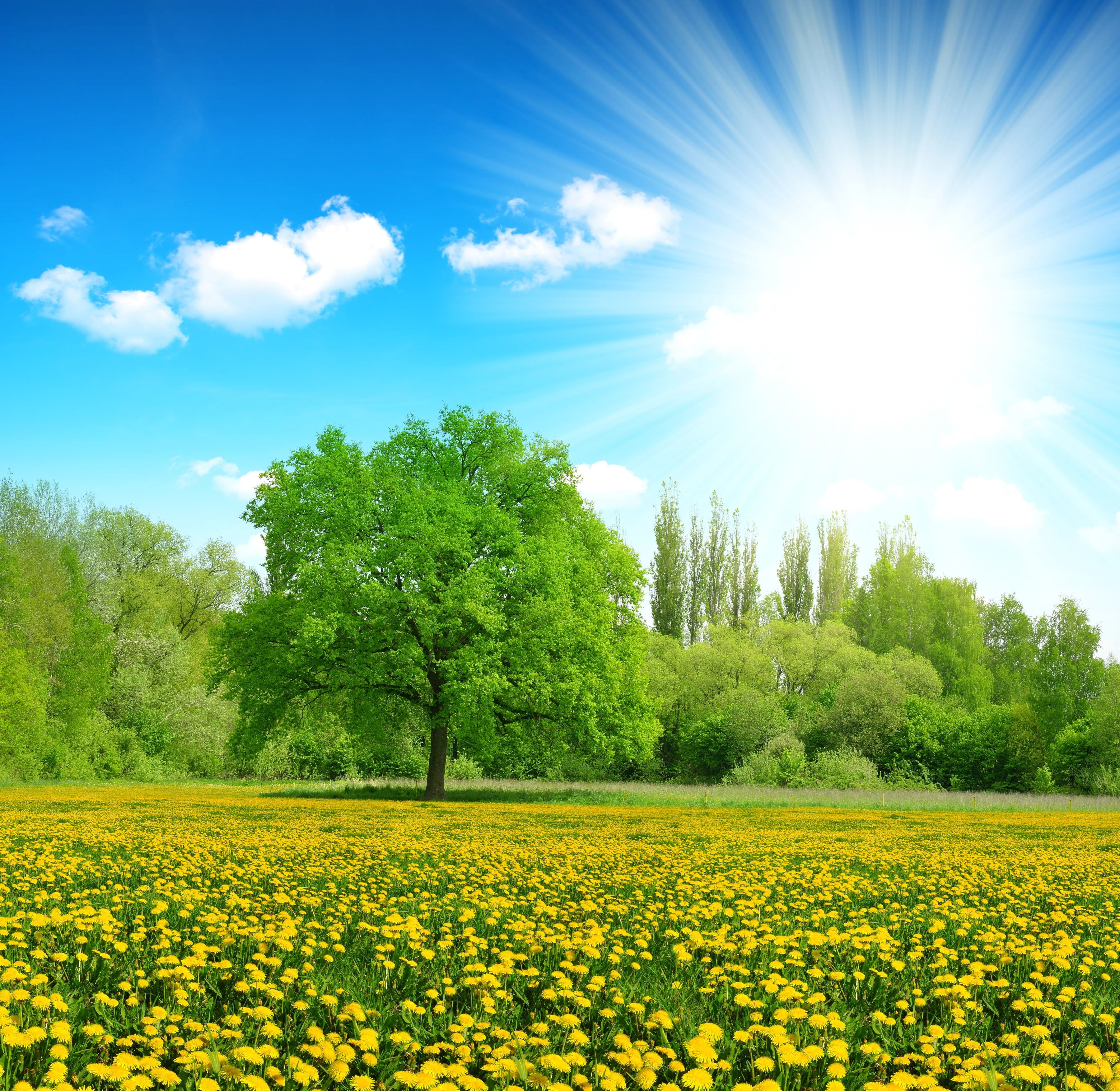 green tree #greens #summer the sky the sun #clouds #rays #trees #flowers #glade #yellow. Beautiful nature picture, Beautiful nature, Beautiful nature wallpaper