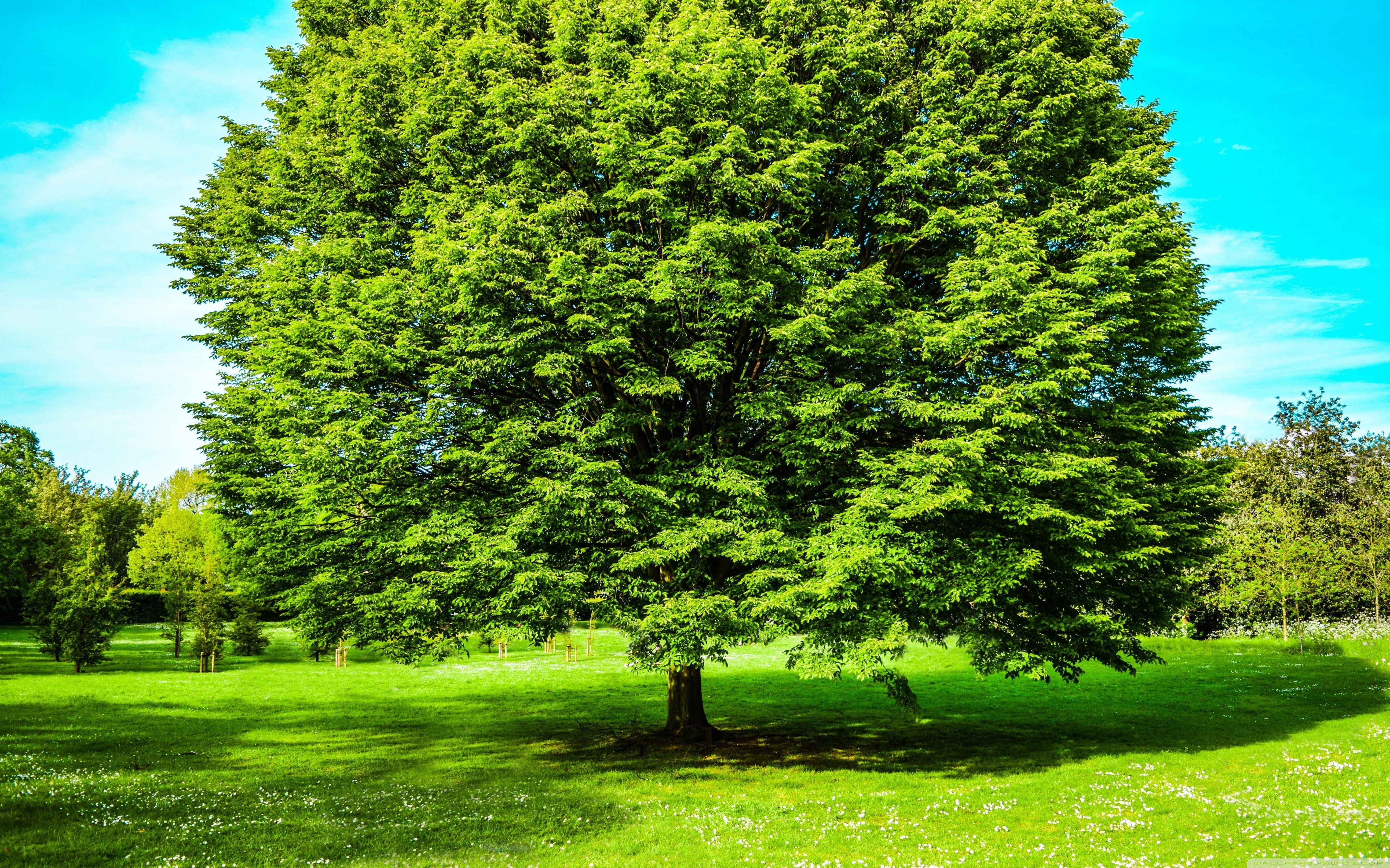 Green Tree Wallpaper HD Download