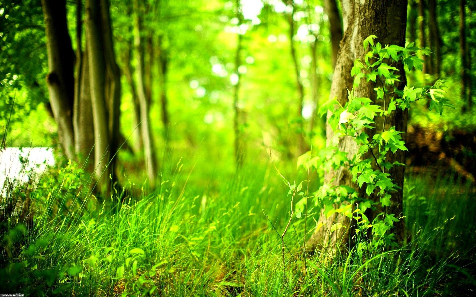 Tree Background HD