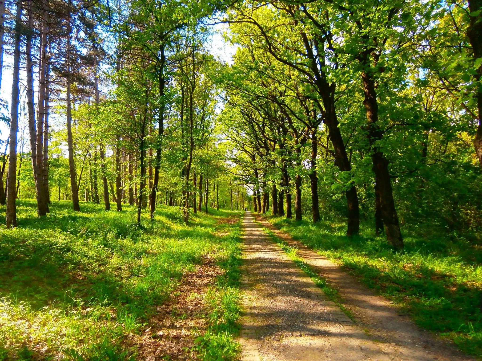 nature, Spring, Green, Trees, Serbia Wallpaper HD / Desktop