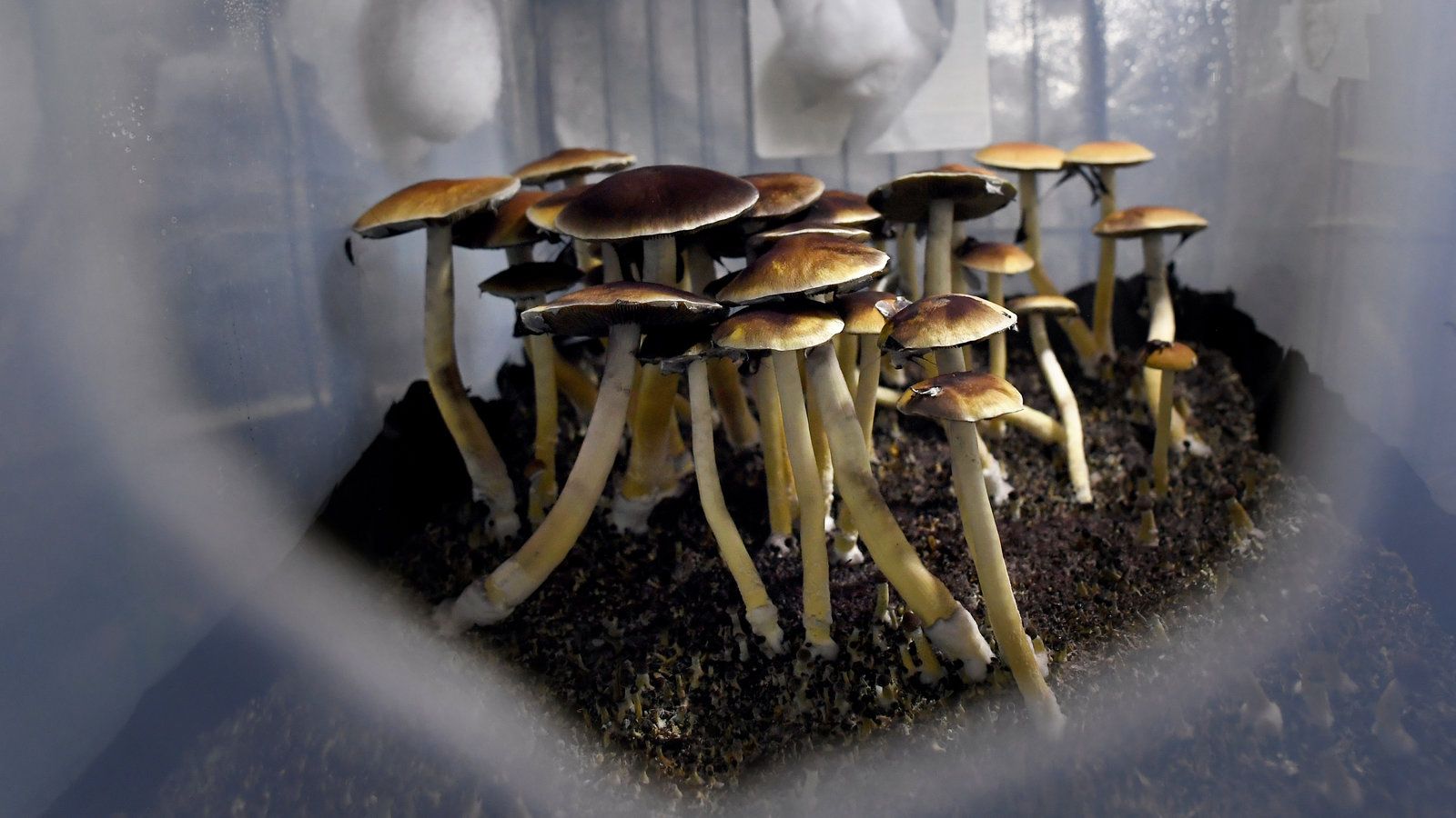 Johns Hopkins Opens New Center for Psychedelic Research