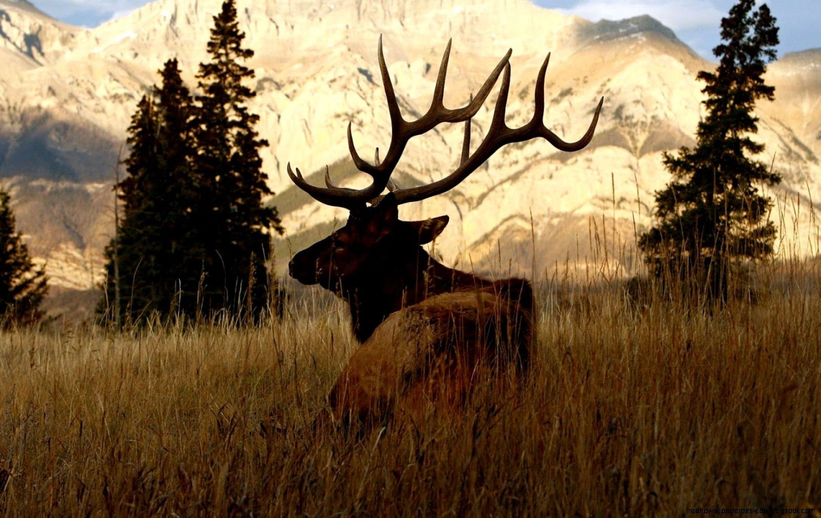 Deer Hunter Desktop Background. Hunter