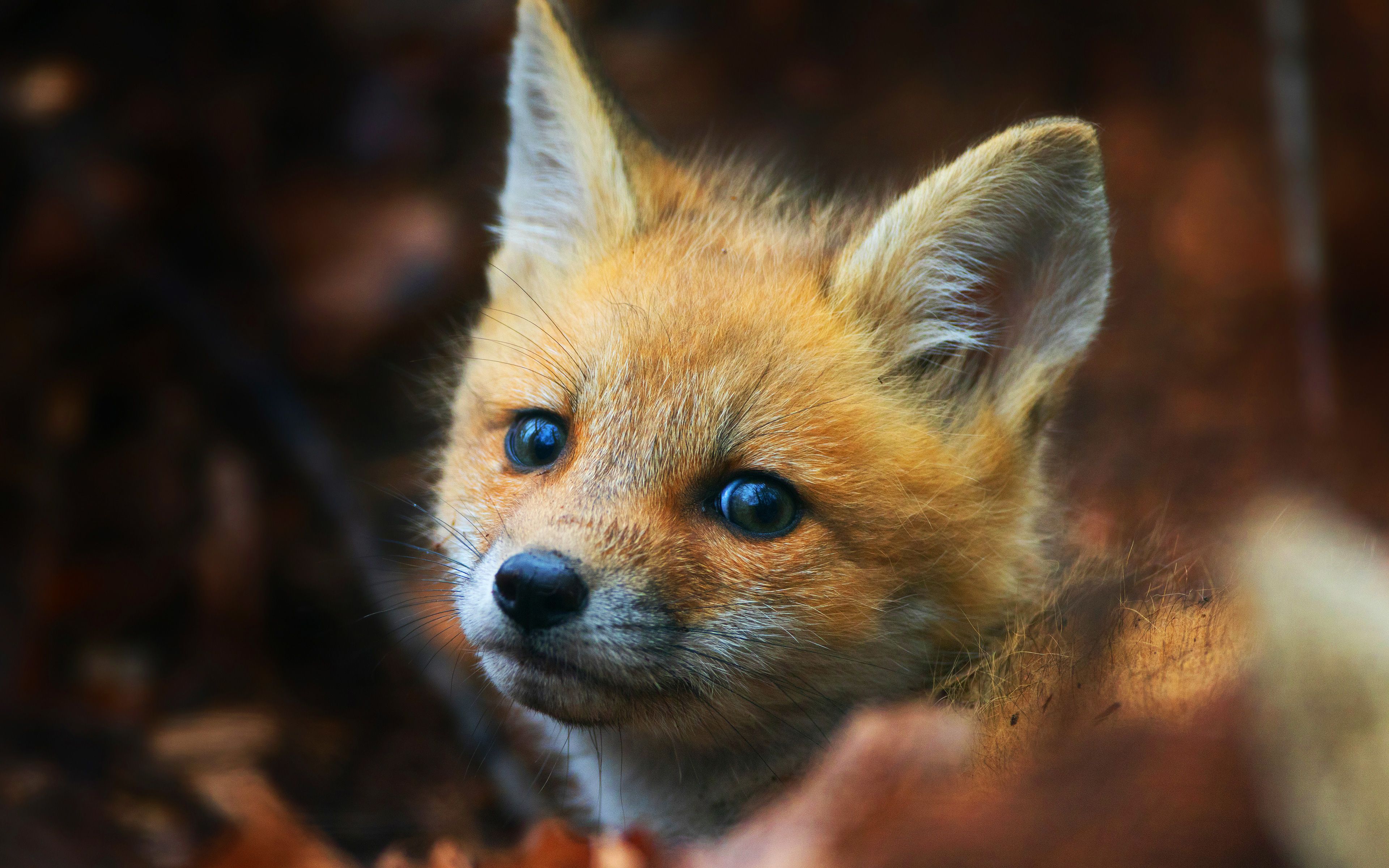 Cute Fox Cub, HD Animals, 4k Wallpaper, Image, Background, Photo and Picture