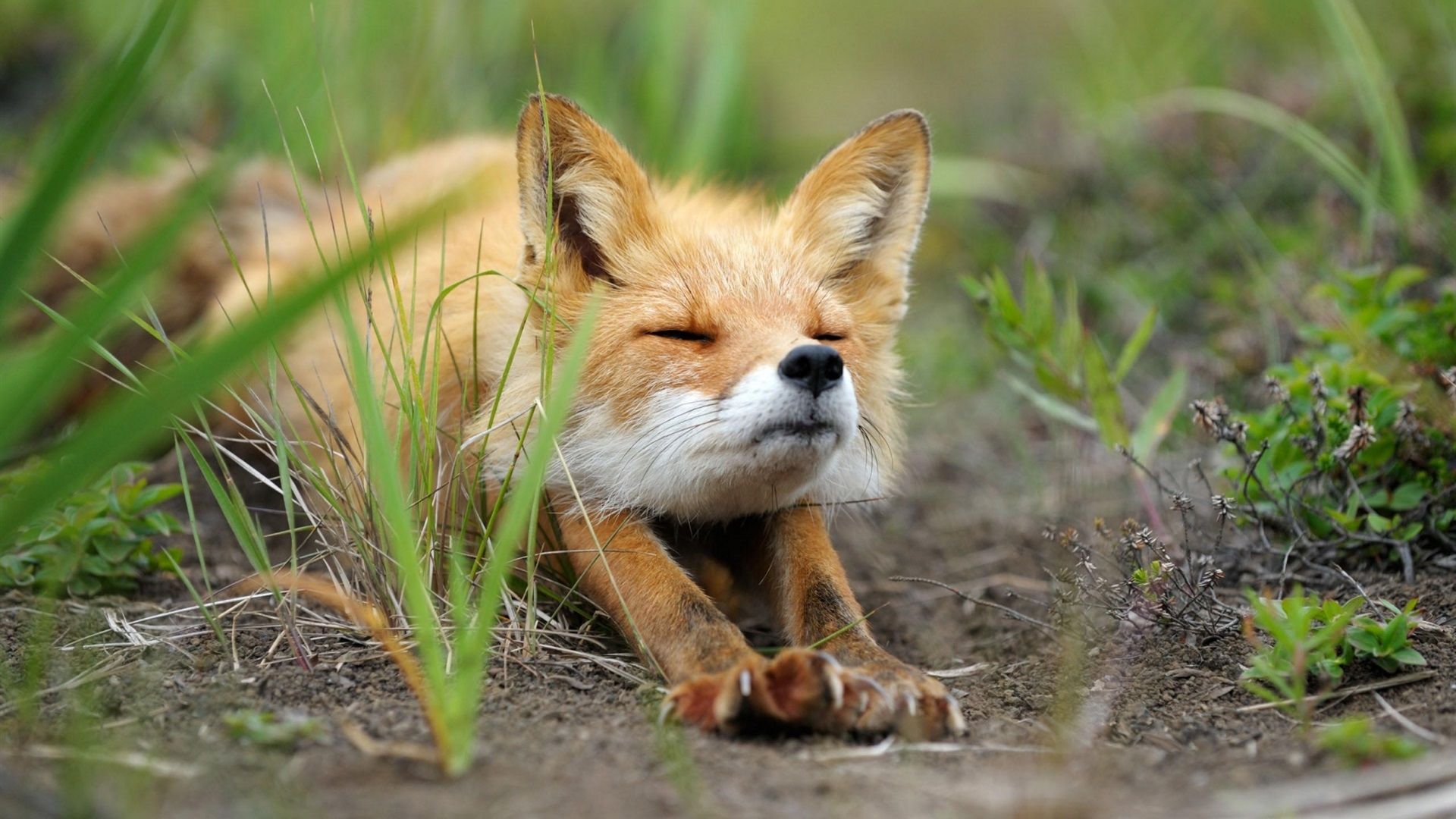 Wallpaper Cute fox stretched, grass 1920x1200 HD Picture, Image