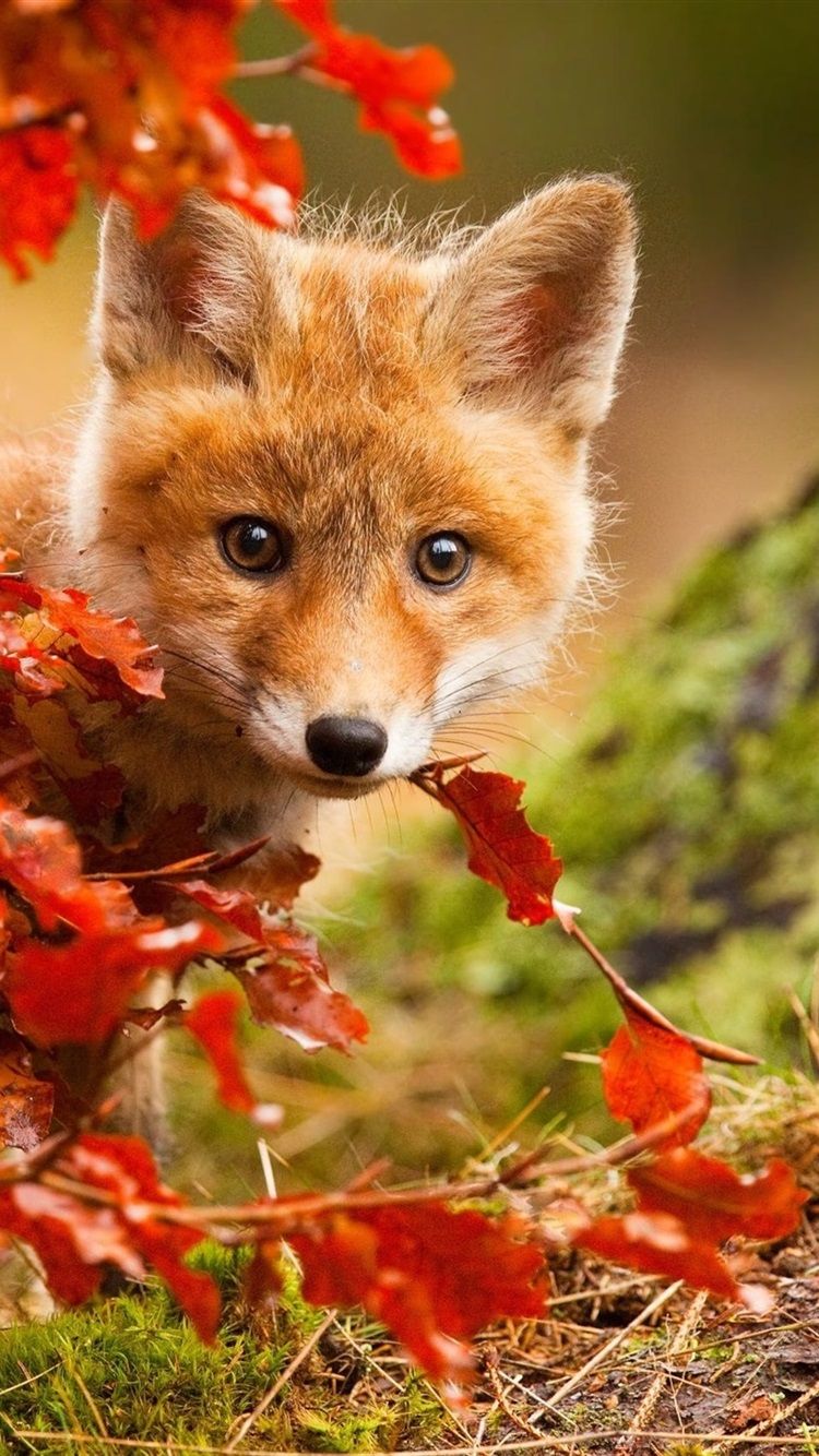 Free download Cute fox in autumn red leaves 750x1334 iPhone 8766S