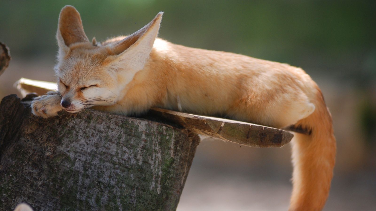 Cute Fennec Fox Wallpaper