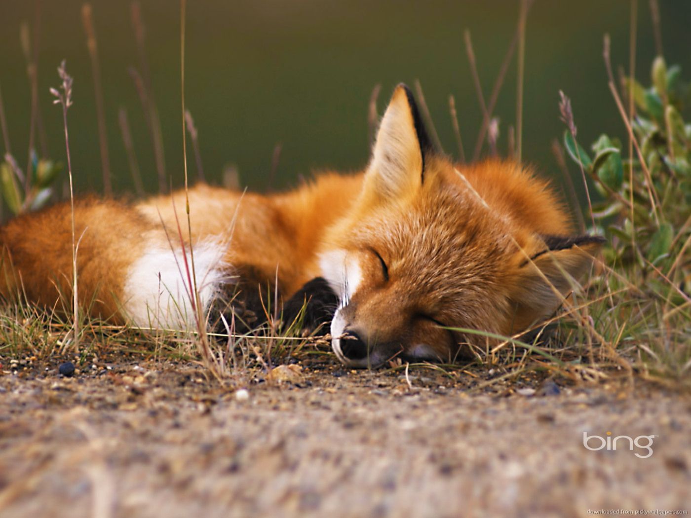 image Sleeping Fox Fox Wallpaper HD