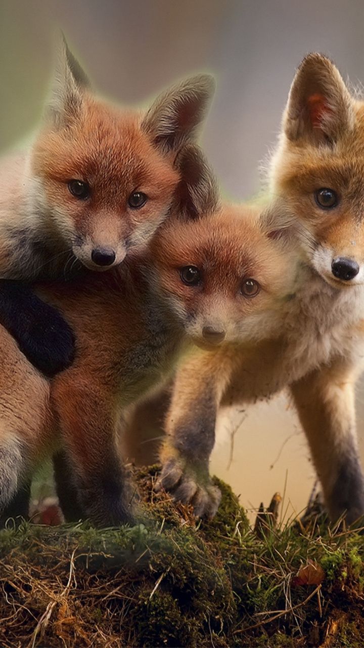 Cute Foxes Wallpapers Wallpaper Cave