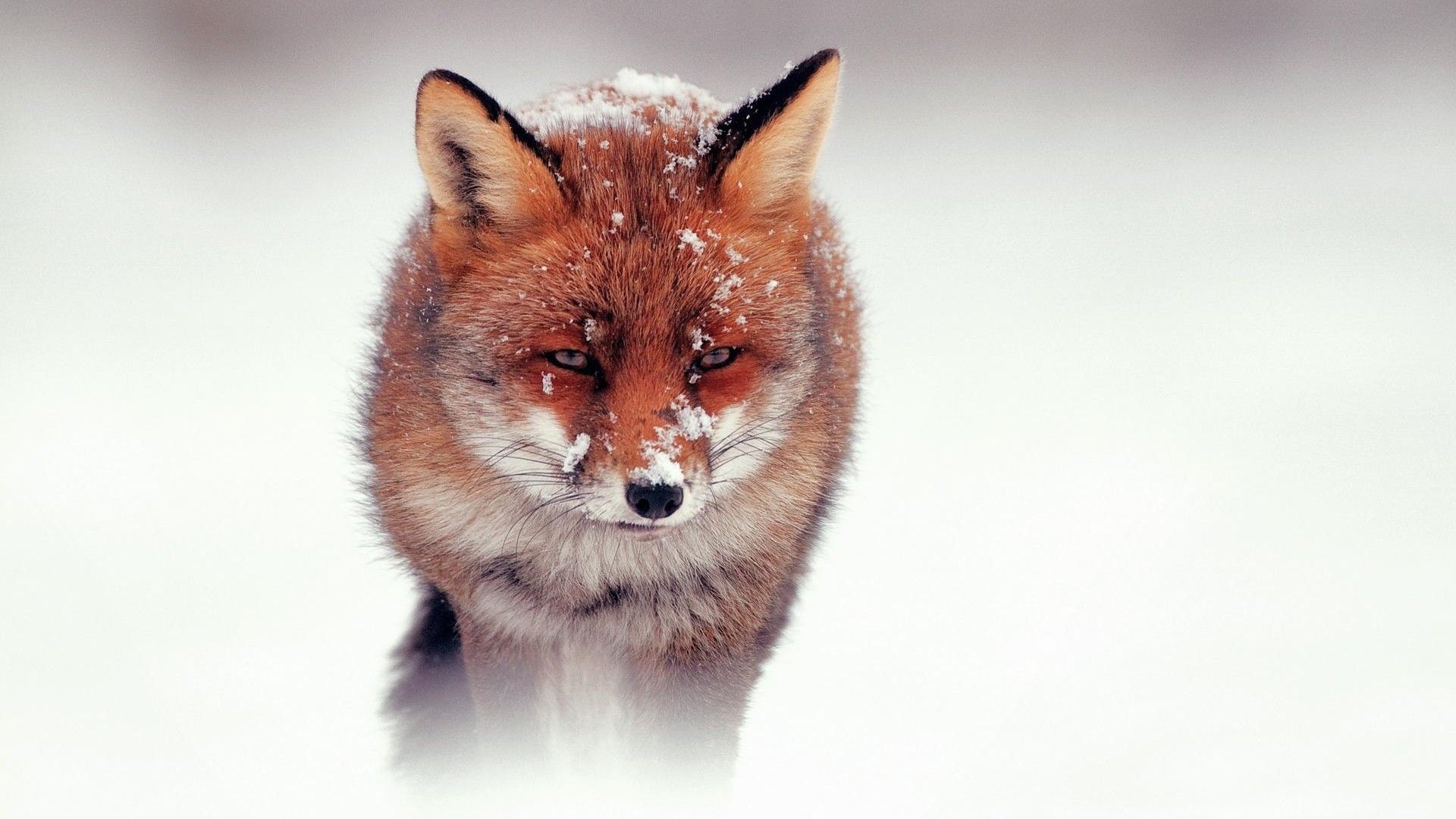 Cute Fox HD desktop wallpaper, Widescreen, High Definition