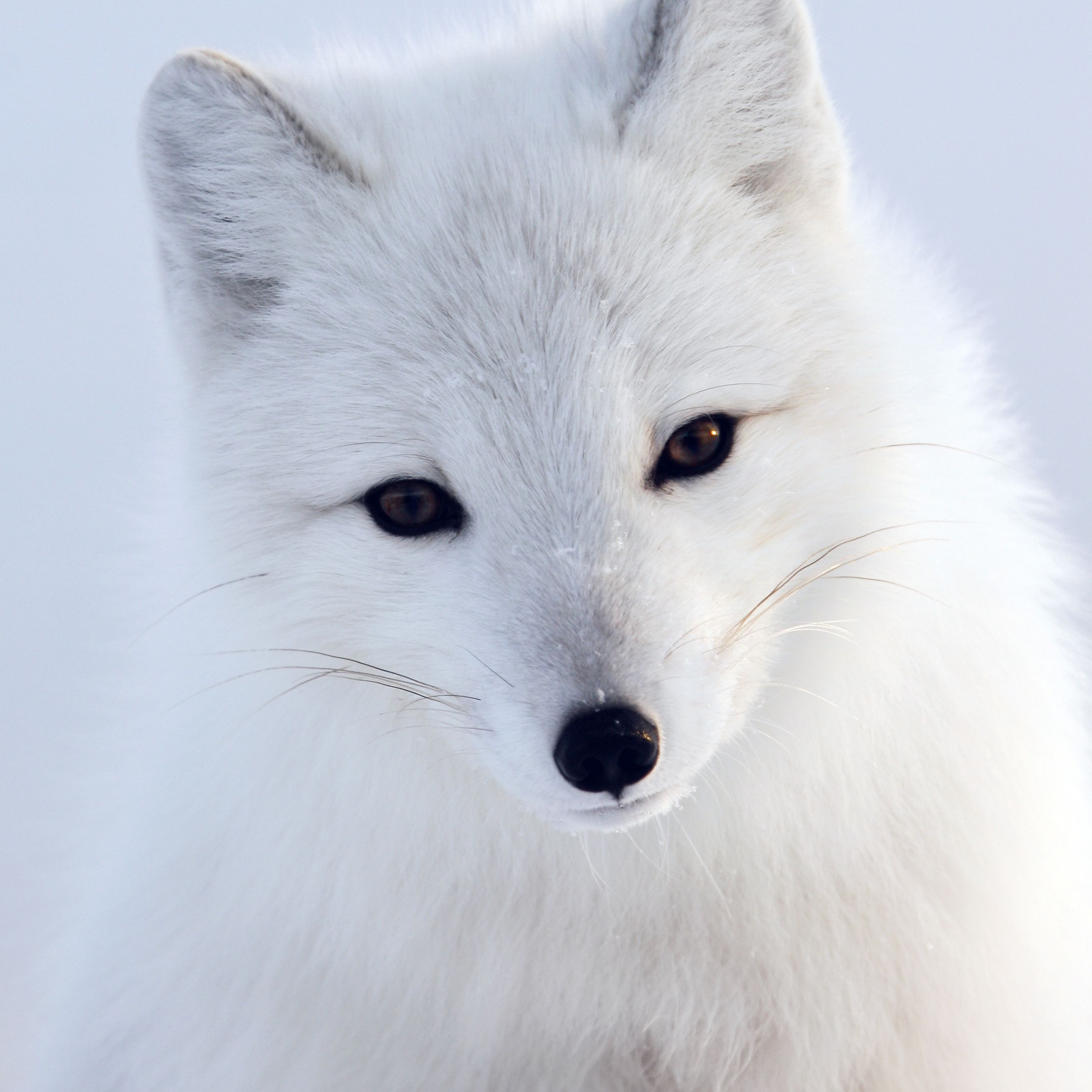 Artic Fox White Animal Cute