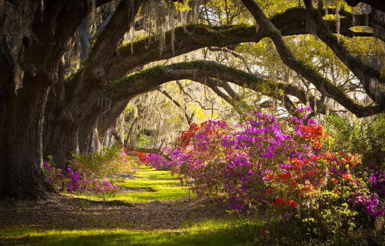 Charleston Wallpapers - Wallpaper Cave