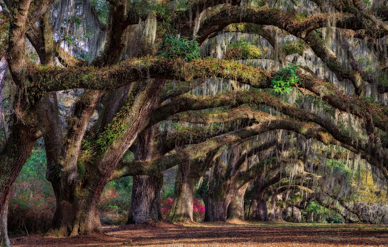 Wallpaper trees, spring, South Carolina, USA, state, Charleston