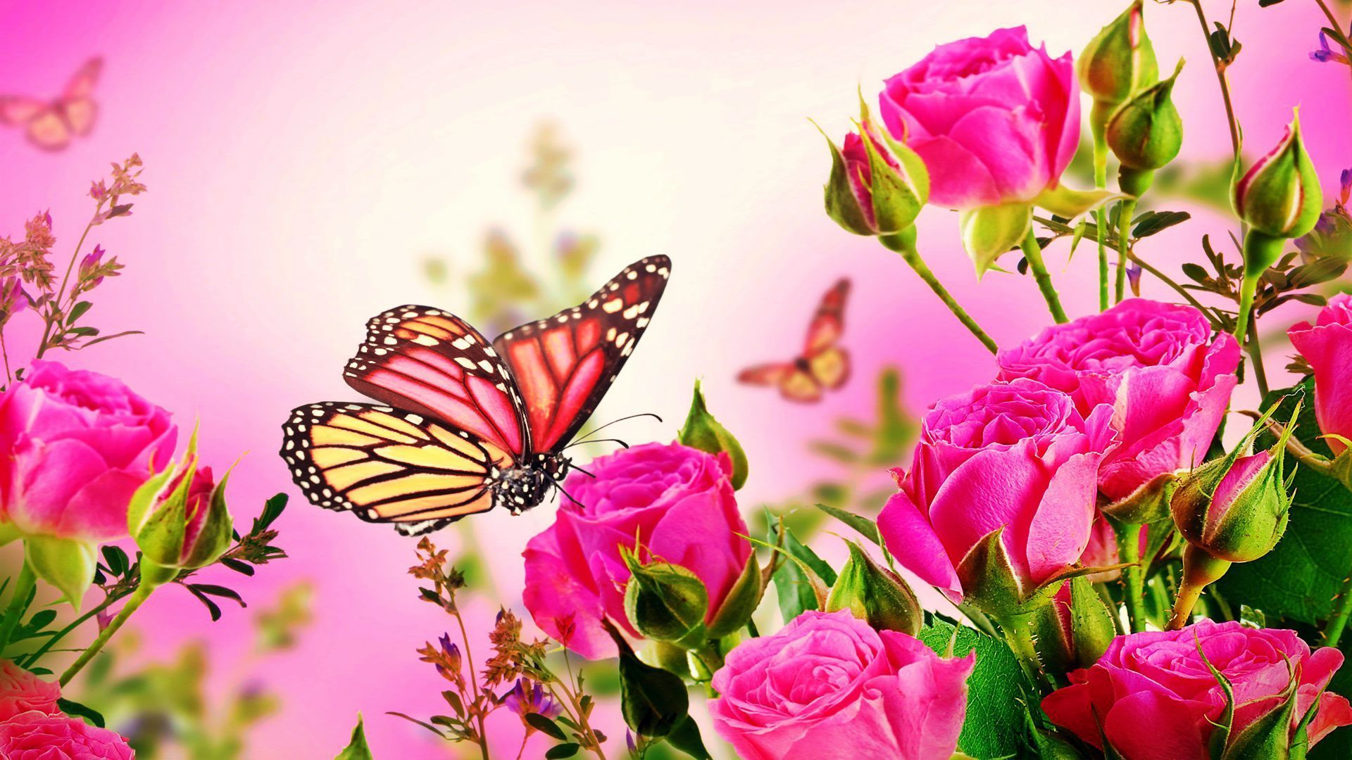 Pink Roses and Butterfly Wallpaper Free Pink Roses