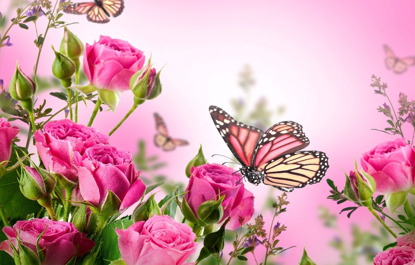 Wallpaper butterfly, flowers, roses, flowering, pink, blossom