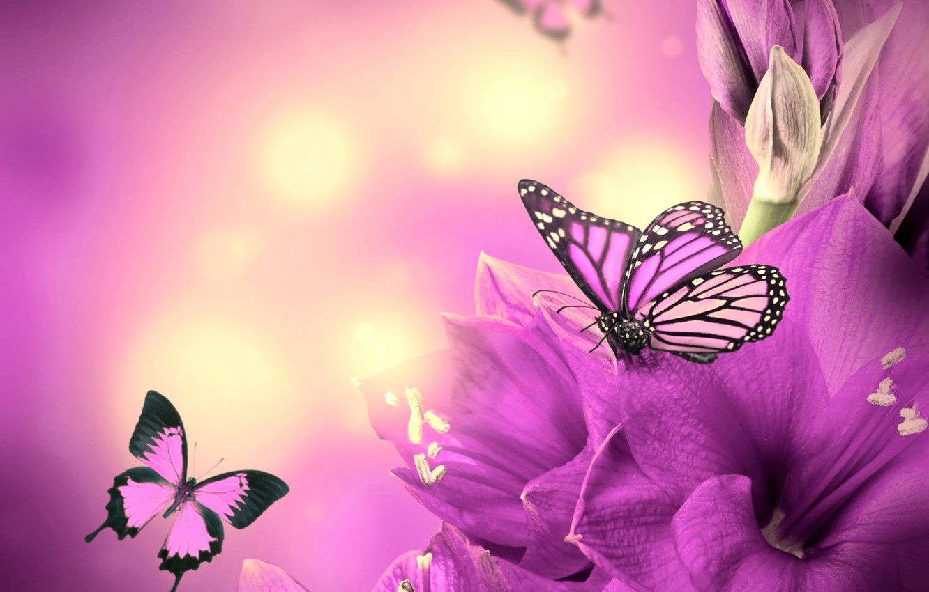 Wallpaper butterfly, flowers, flowers, purple, butterflies image