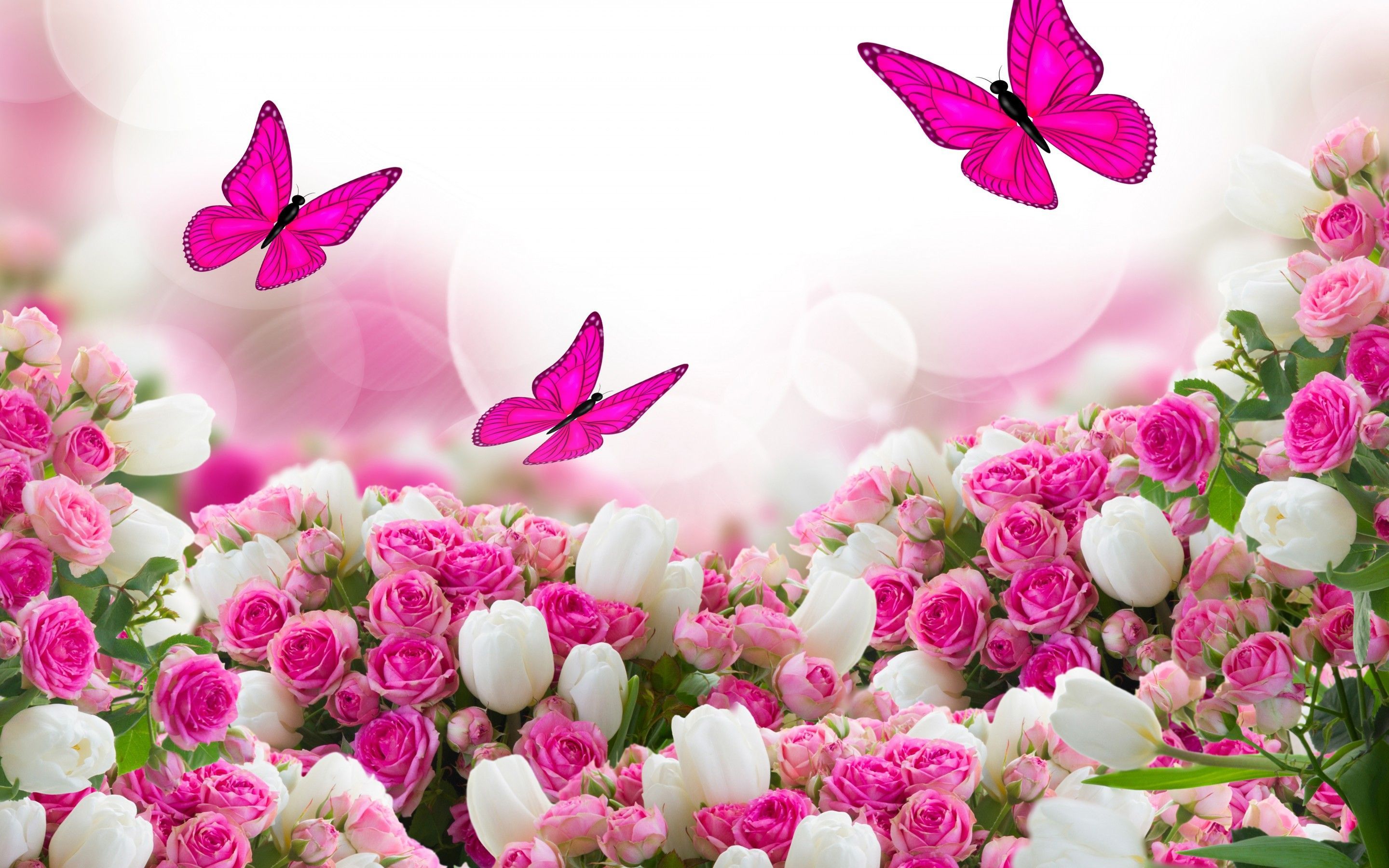 Free download 60 Pink Roses and Butterfly Wallpaper Download at