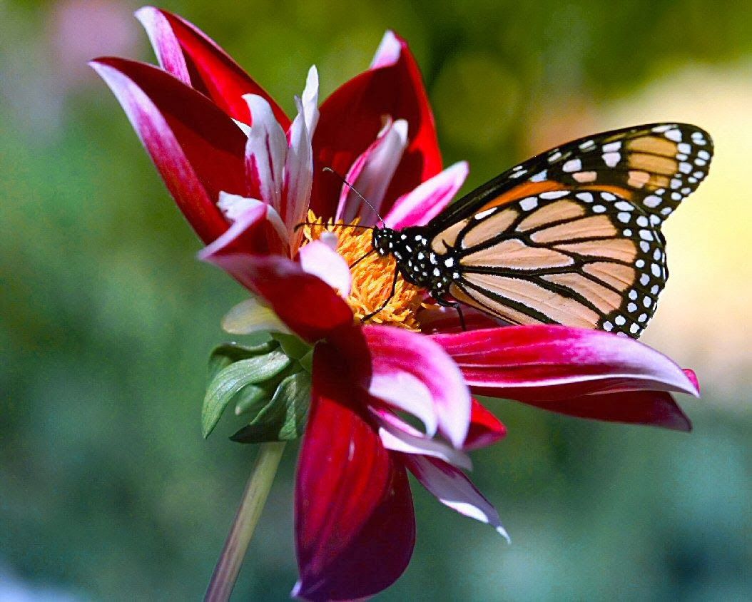 Beautiful Flower With Butterfly HD Wallpaper