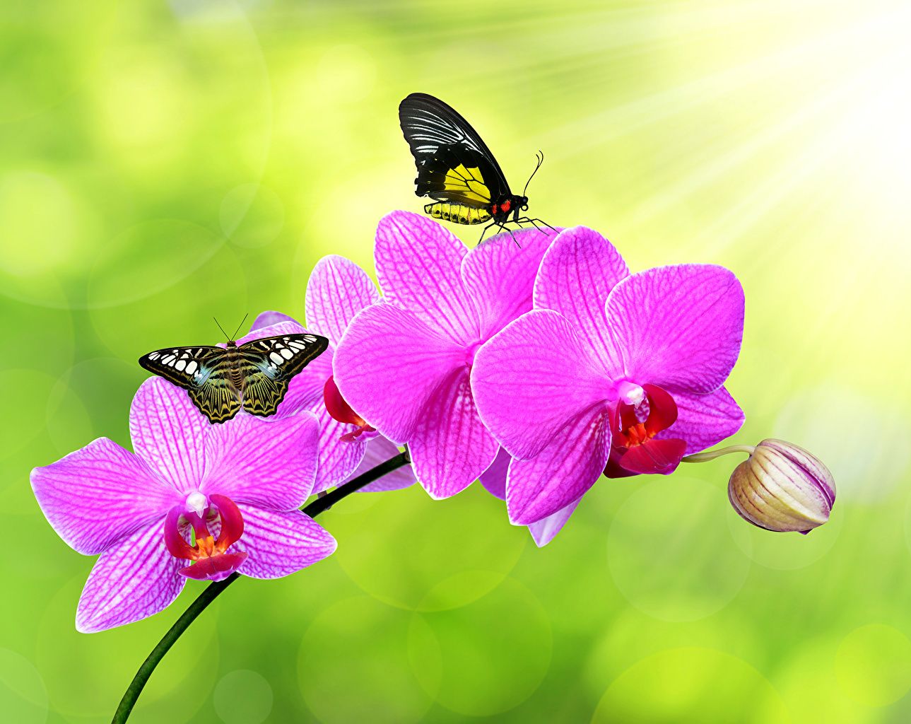 Wallpaper butterfly rose Orchid Flowers