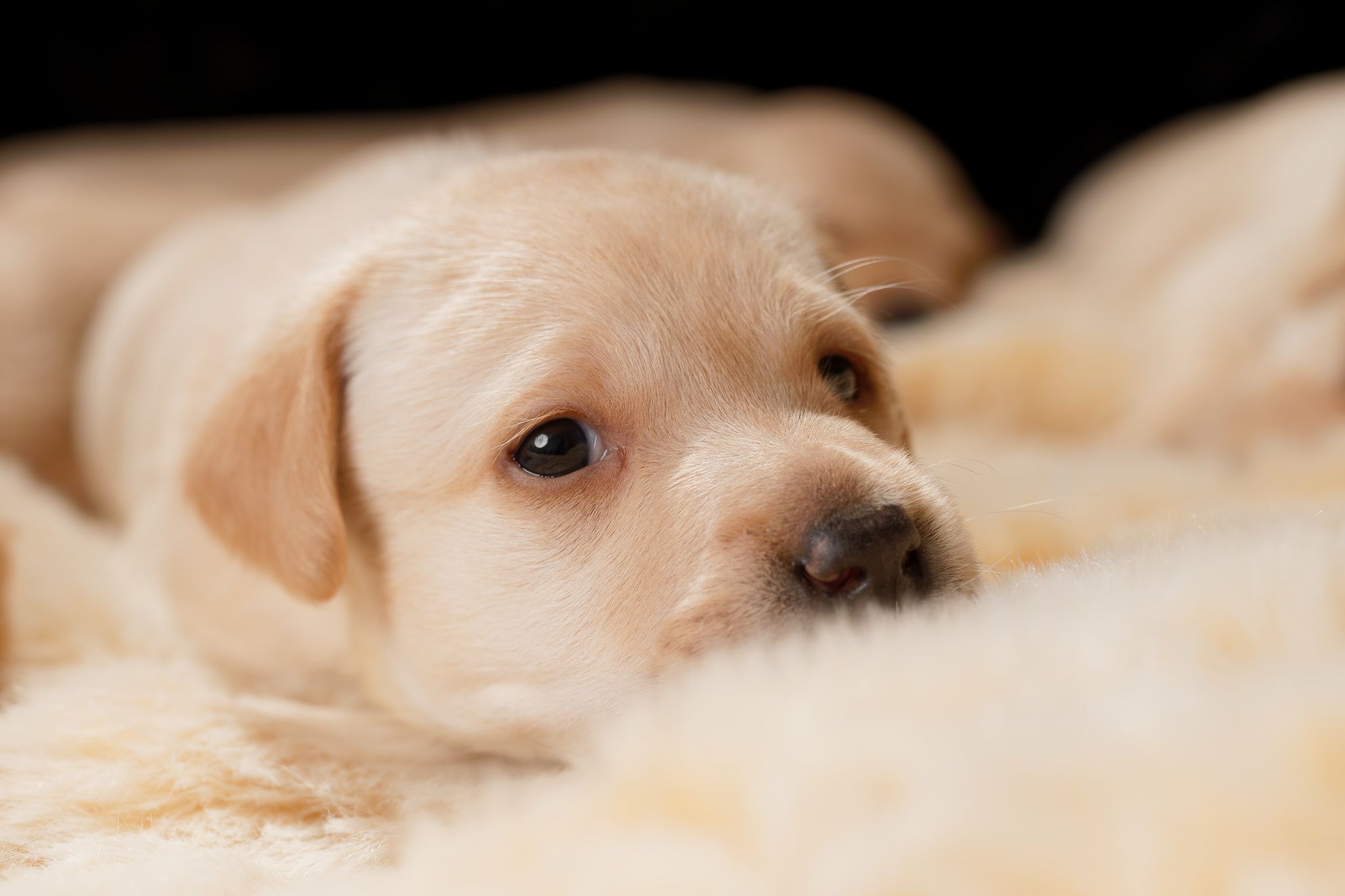 Animal Golden Retriever Dogs Puppy Dog Pet Baby Animal HD