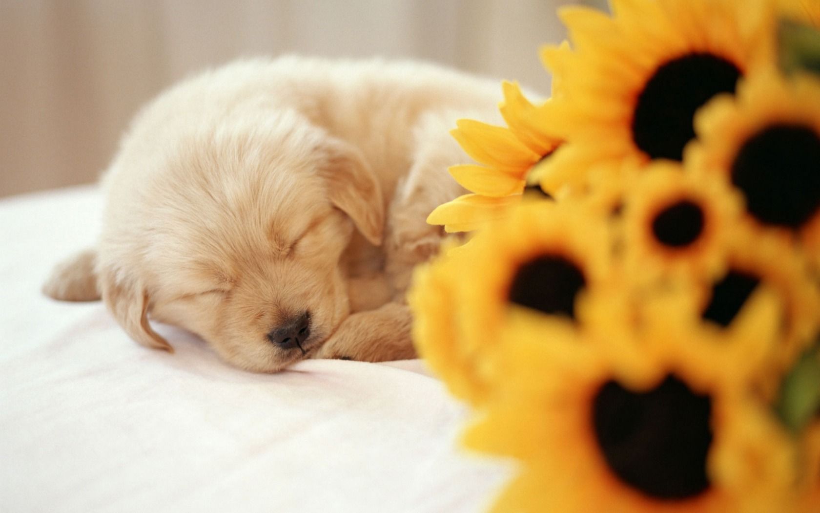Sleeping Puppy Wallpaper Dogs Animals Wallpaper in jpg format