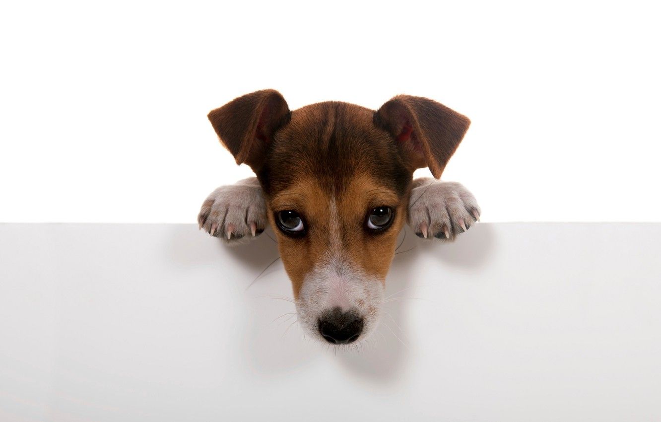Wallpaper dogs, white, background, wall, Wallpaper, dog, paws, puppy, dog. image for desktop, section собаки