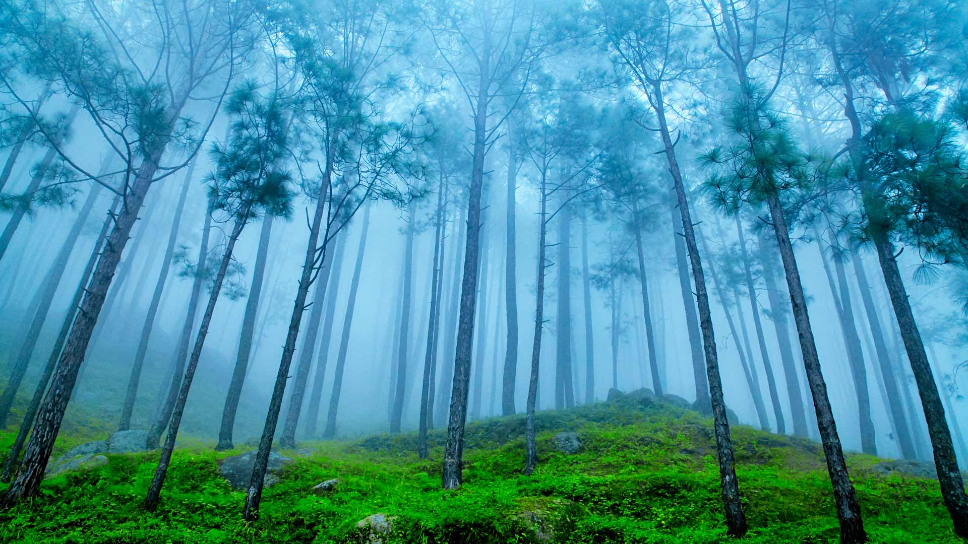 Uttarakhand Pines – Bing Wallpapers Download